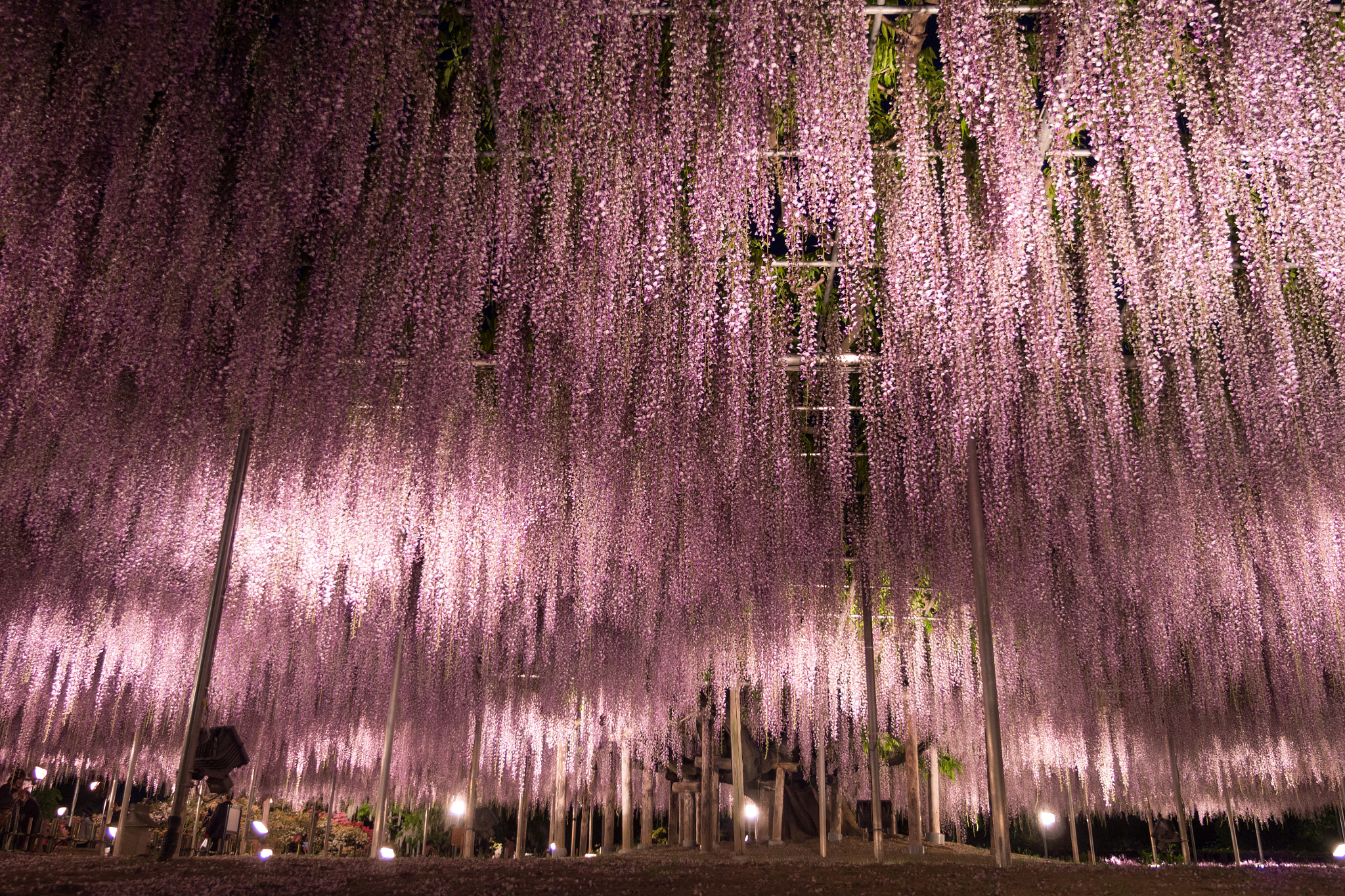 Panasonic Lumix G X Vario 12-35mm F2.8 ASPH Power OIS sample photo. Wisteria garden photography