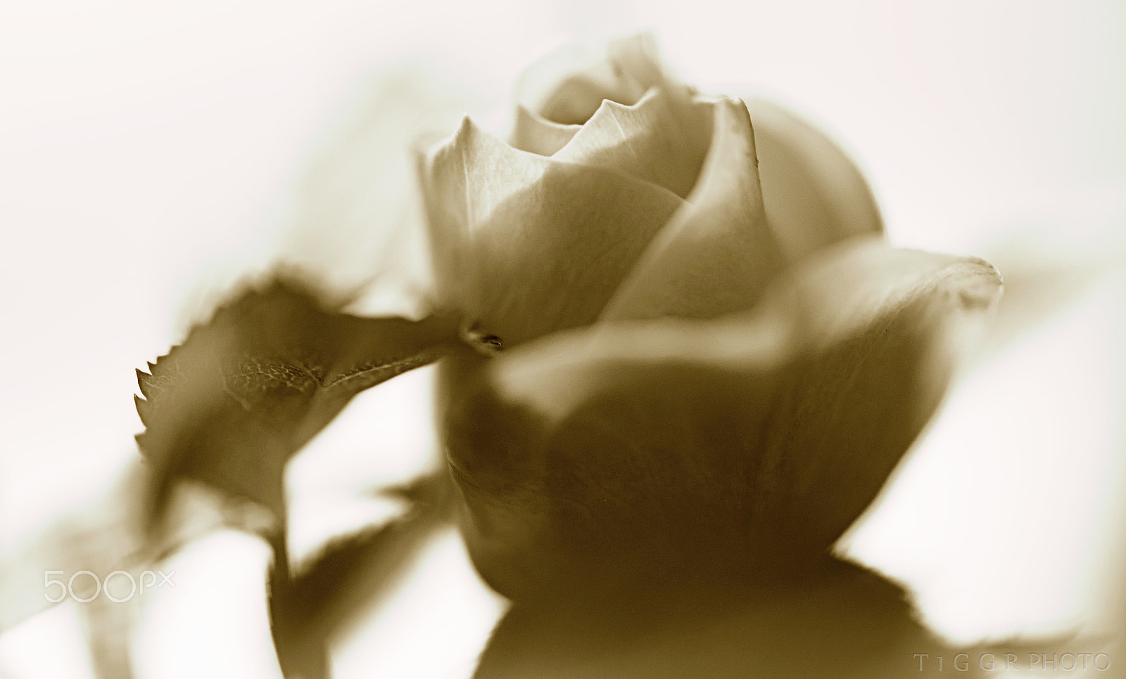 Samsung NX30 + Samsung NX 60mm F2.8 Macro ED OIS SSA sample photo. Silent whisper photography