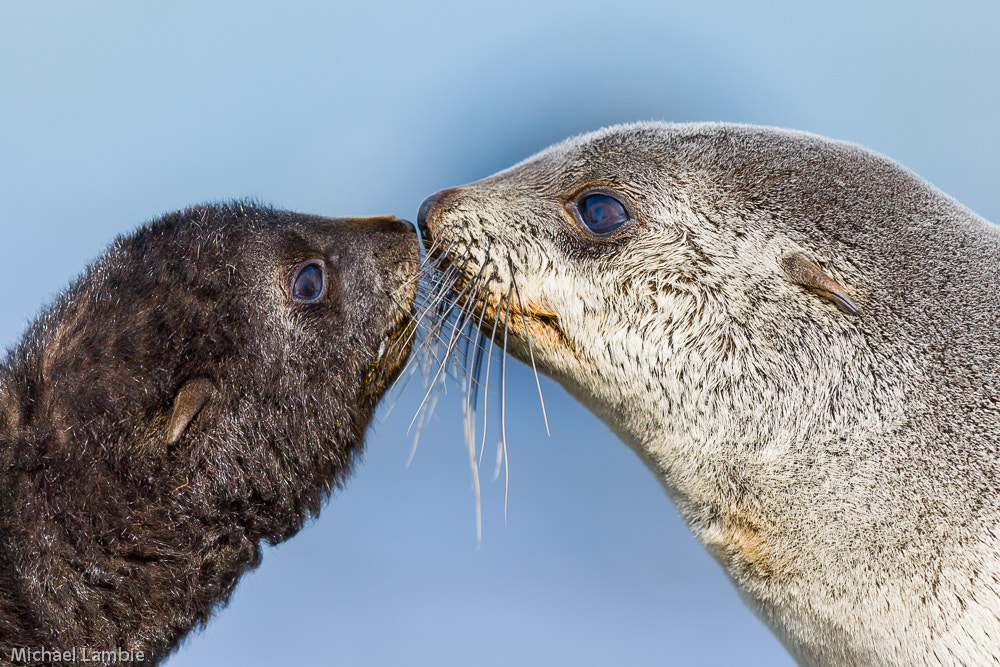 Canon EF 400mm F2.8L IS USM sample photo. First kiss photography