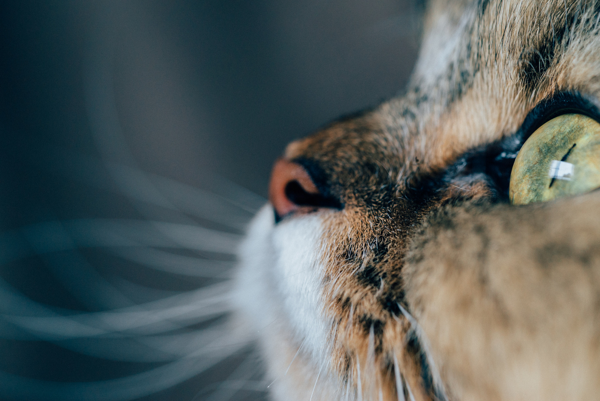 Sony a7S + Sony FE 90mm F2.8 Macro G OSS sample photo. Haku photography