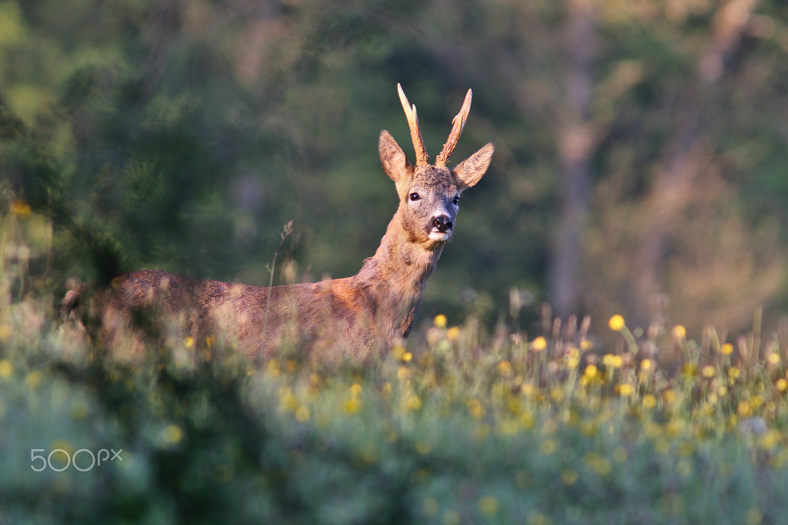 Canon EF 300mm F4L IS USM sample photo. Brocard du matin photography