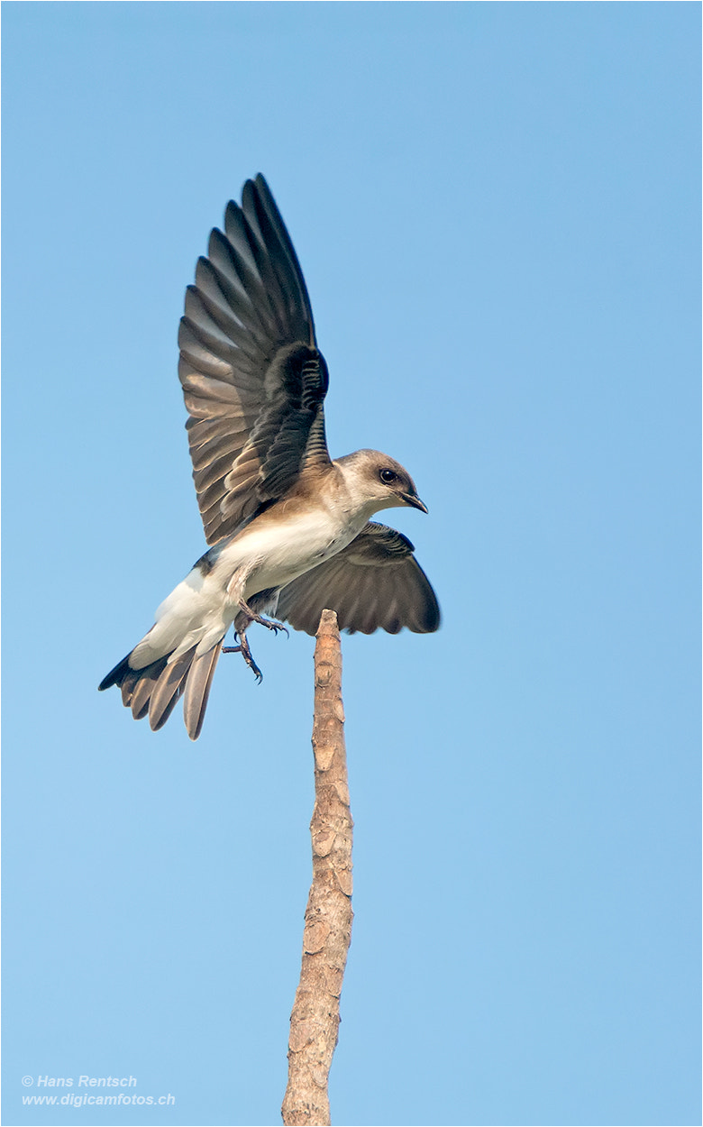 Nikon D800E sample photo. Riparia riparia  / sand martin photography
