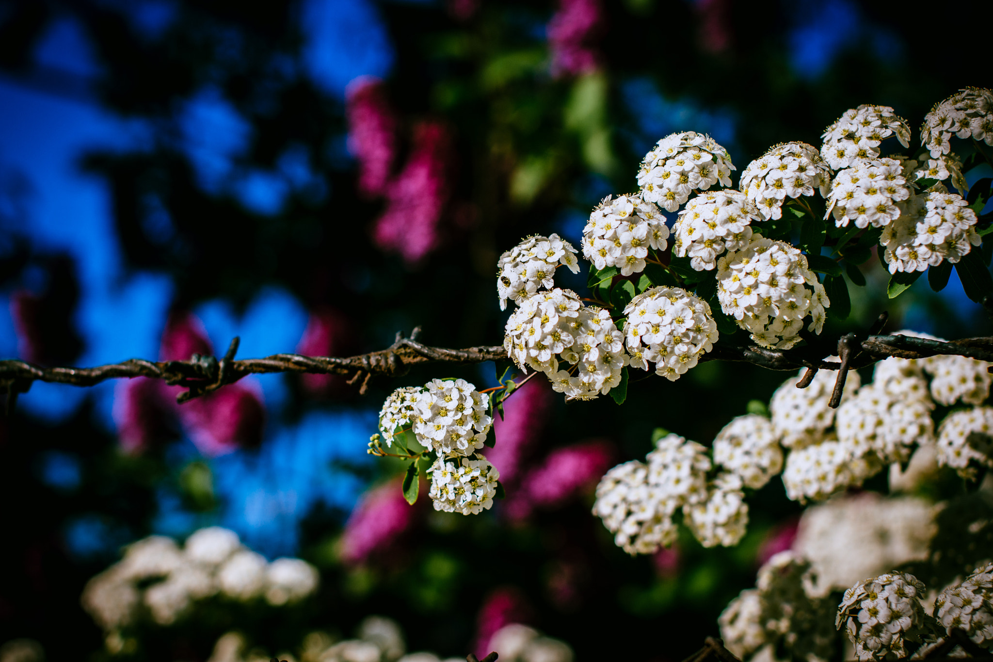 Nikon D7200 + Sigma 50mm F1.4 EX DG HSM sample photo. Guten morgen photography