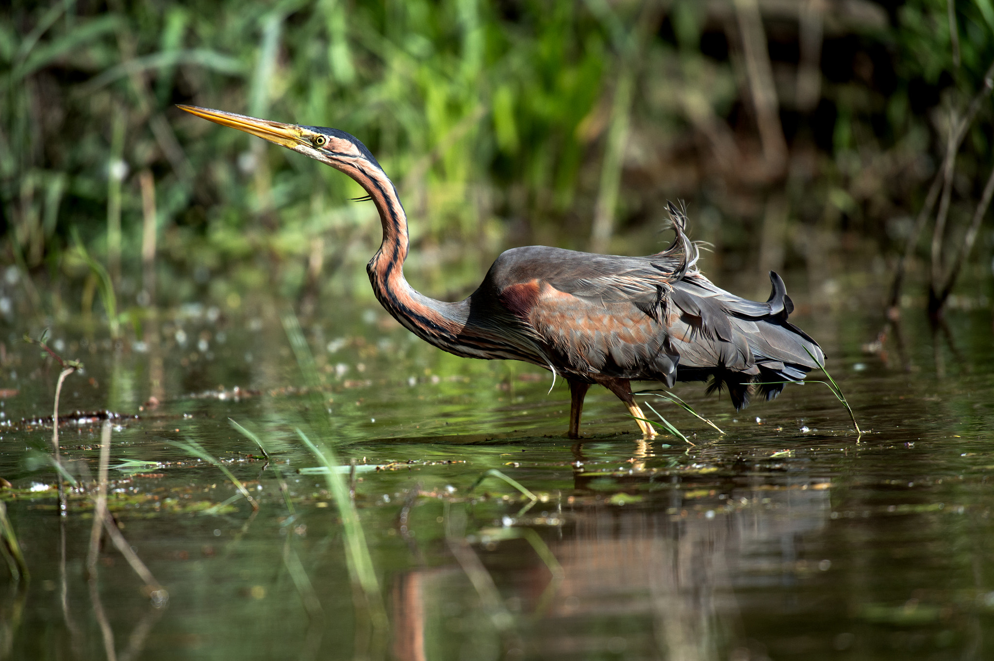 Nikon AF-S Nikkor 400mm F2.8G ED VR II sample photo. Ardea purpurea photography