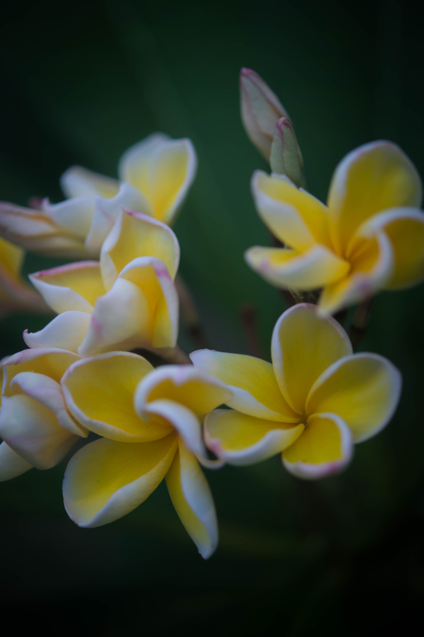 Nikon Df + Nikon AF-S Micro-Nikkor 60mm F2.8G ED sample photo. Yellow orchid photography