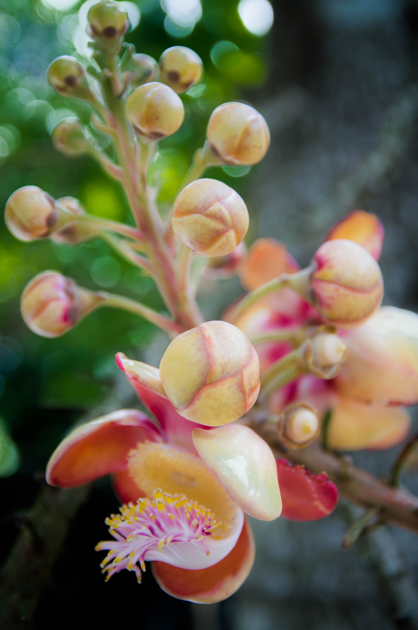 Nikon Df sample photo. Maybe flower photography