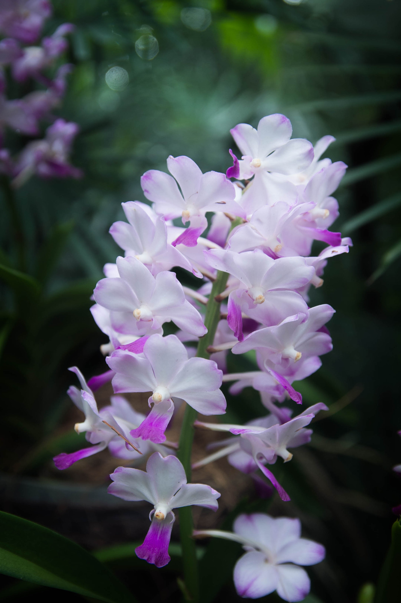 Nikon Df sample photo. Orchid under the sun photography