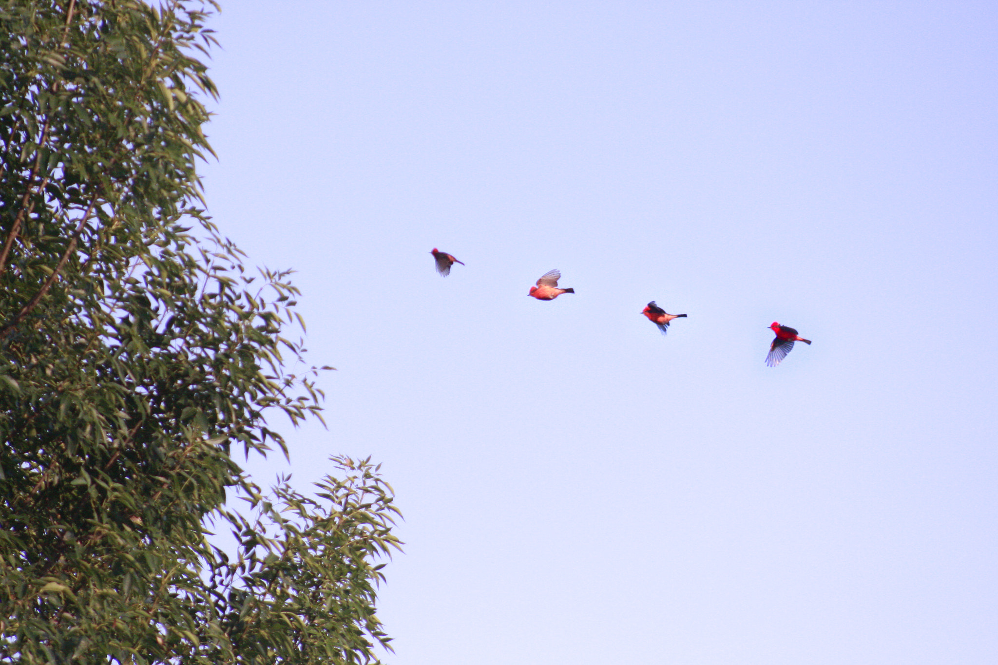 Canon EF 75-300mm f/4-5.6 USM sample photo. Bird photography