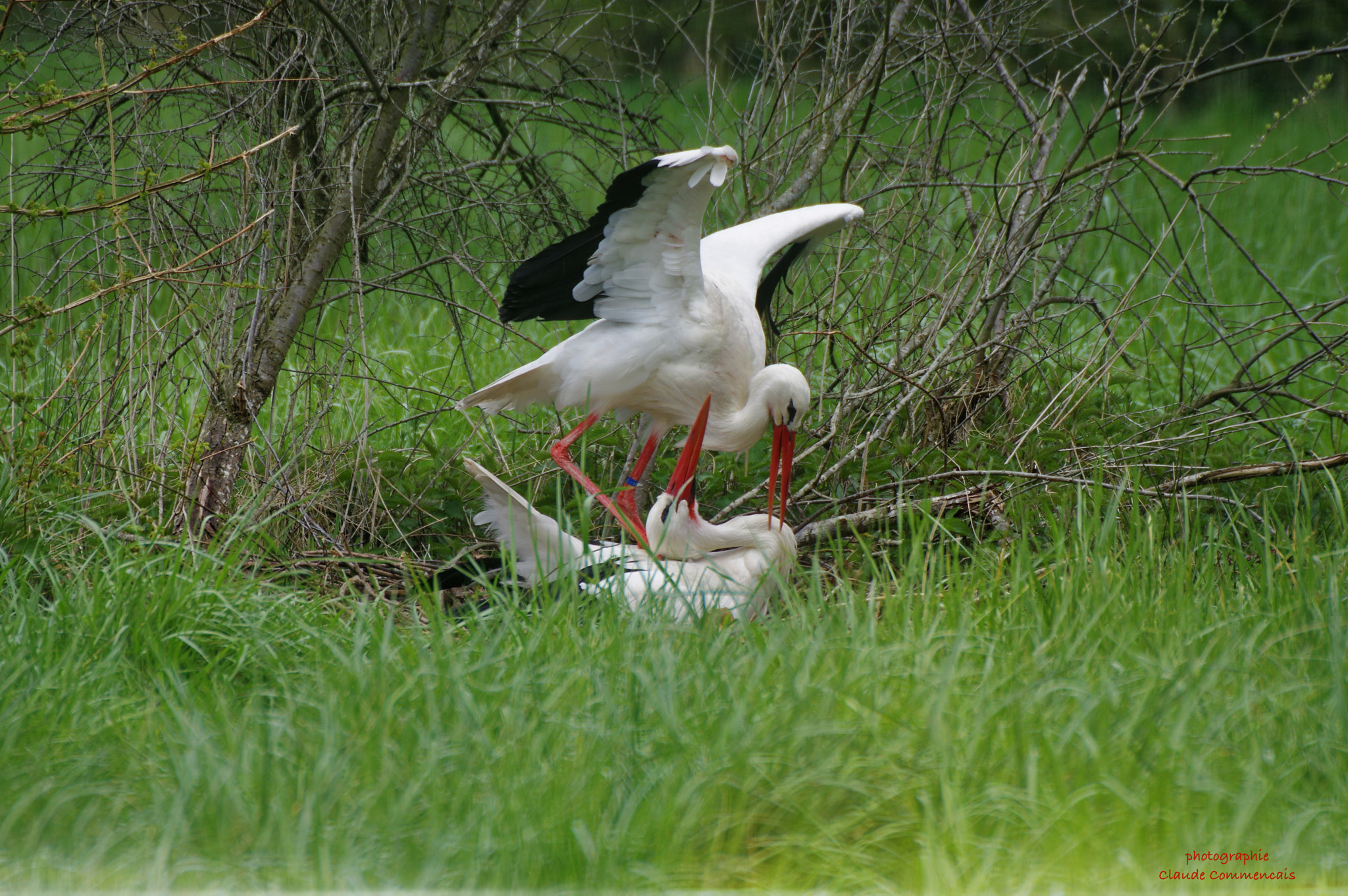 Sigma 50-500mm F4.5-6.3 DG OS HSM sample photo. Cigogne photography