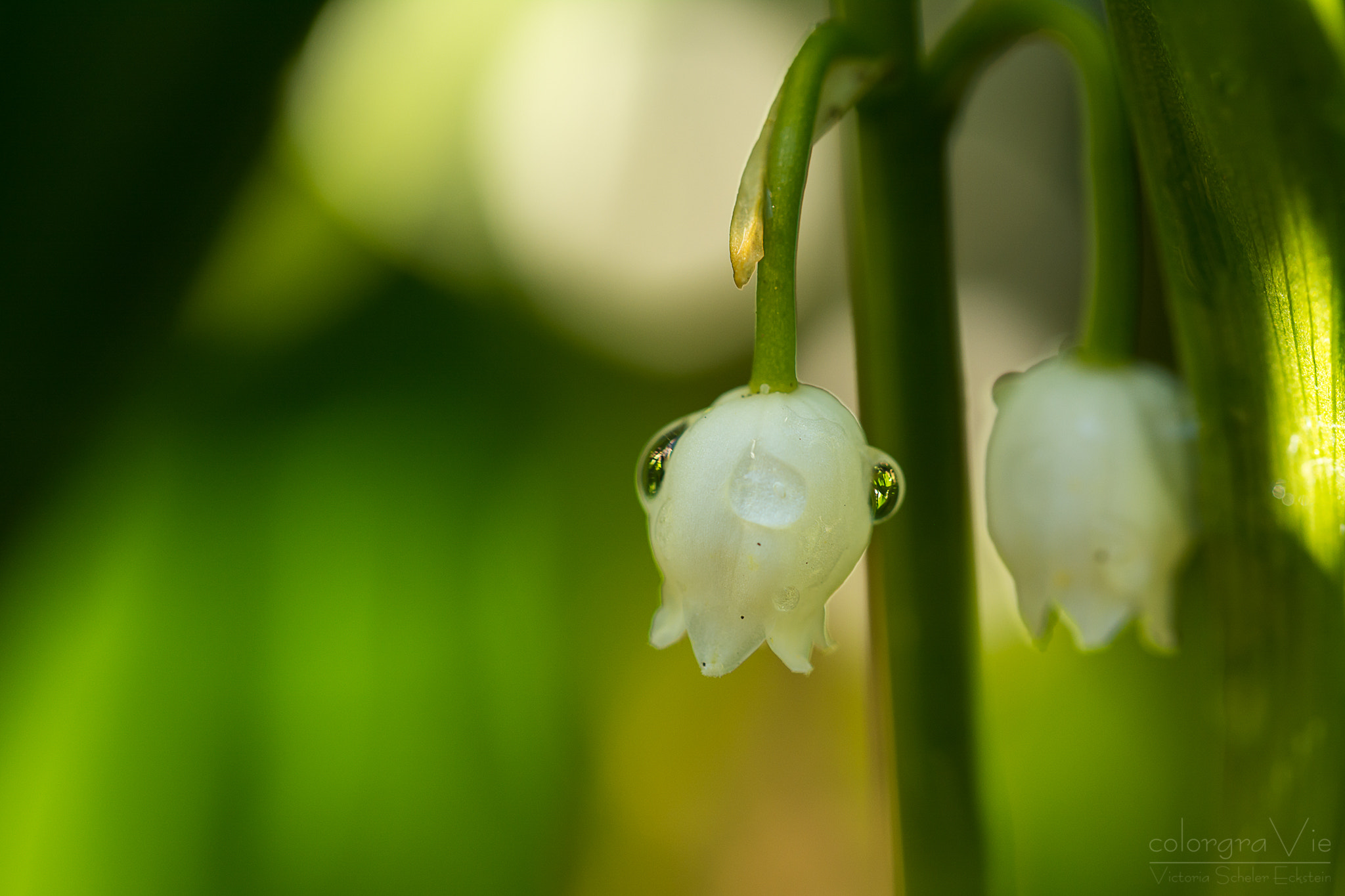 Nikon D5200 + Tamron SP AF 60mm F2 Di II LD IF Macro sample photo. Lily of the valley photography