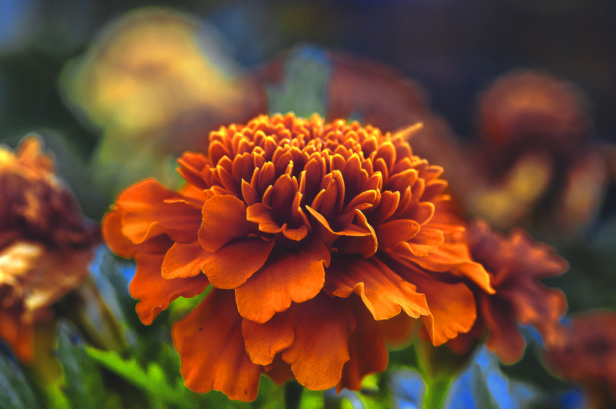 AF Micro-Nikkor 105mm f/2.8 sample photo. Цветок photography