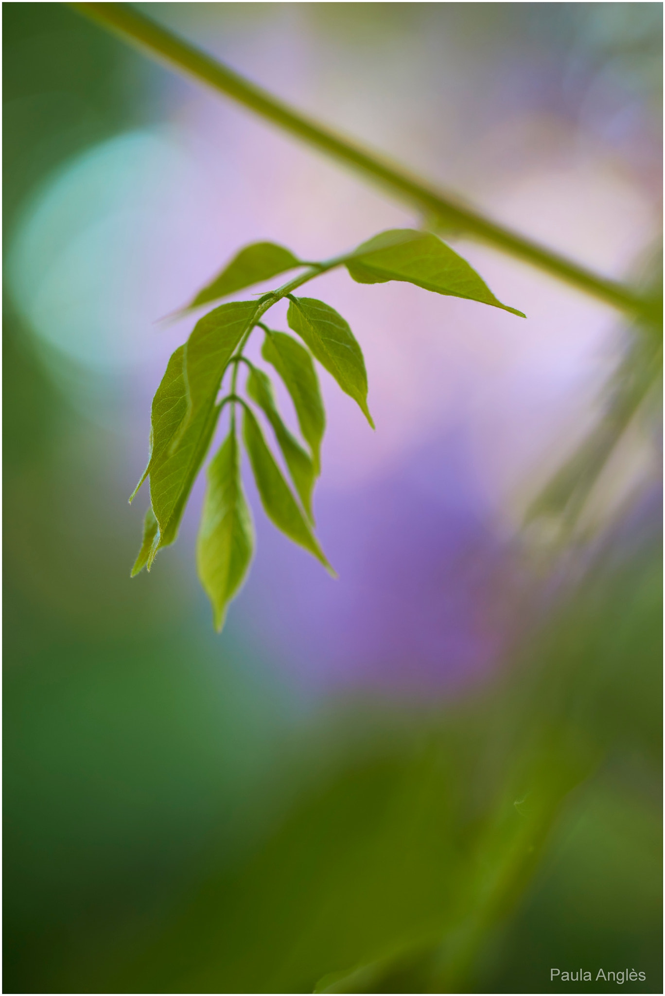 Sony a99 II + 90mm F2.8 Macro SSM sample photo. Green leaf photography