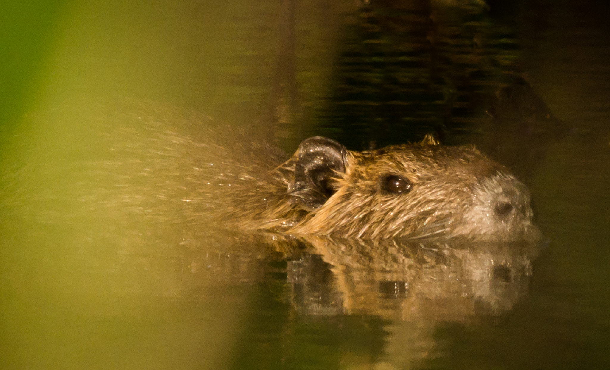 Sony SLT-A77 + Sigma 150-500mm F5-6.3 DG OS HSM sample photo. Nutria photography