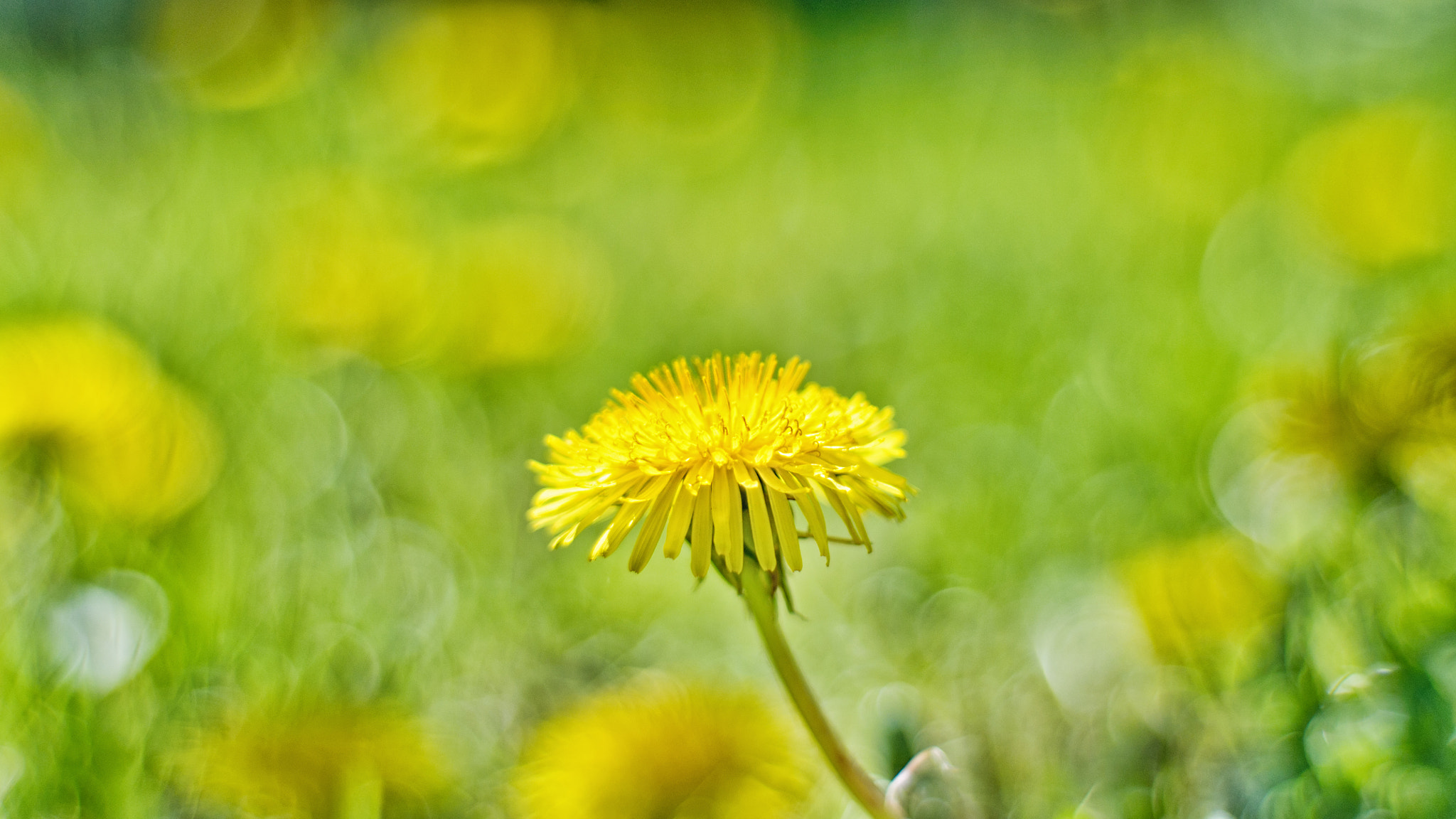 Nikon D5000 + Nikon AF Nikkor 50mm F1.8D sample photo. Dandelion paradise photography