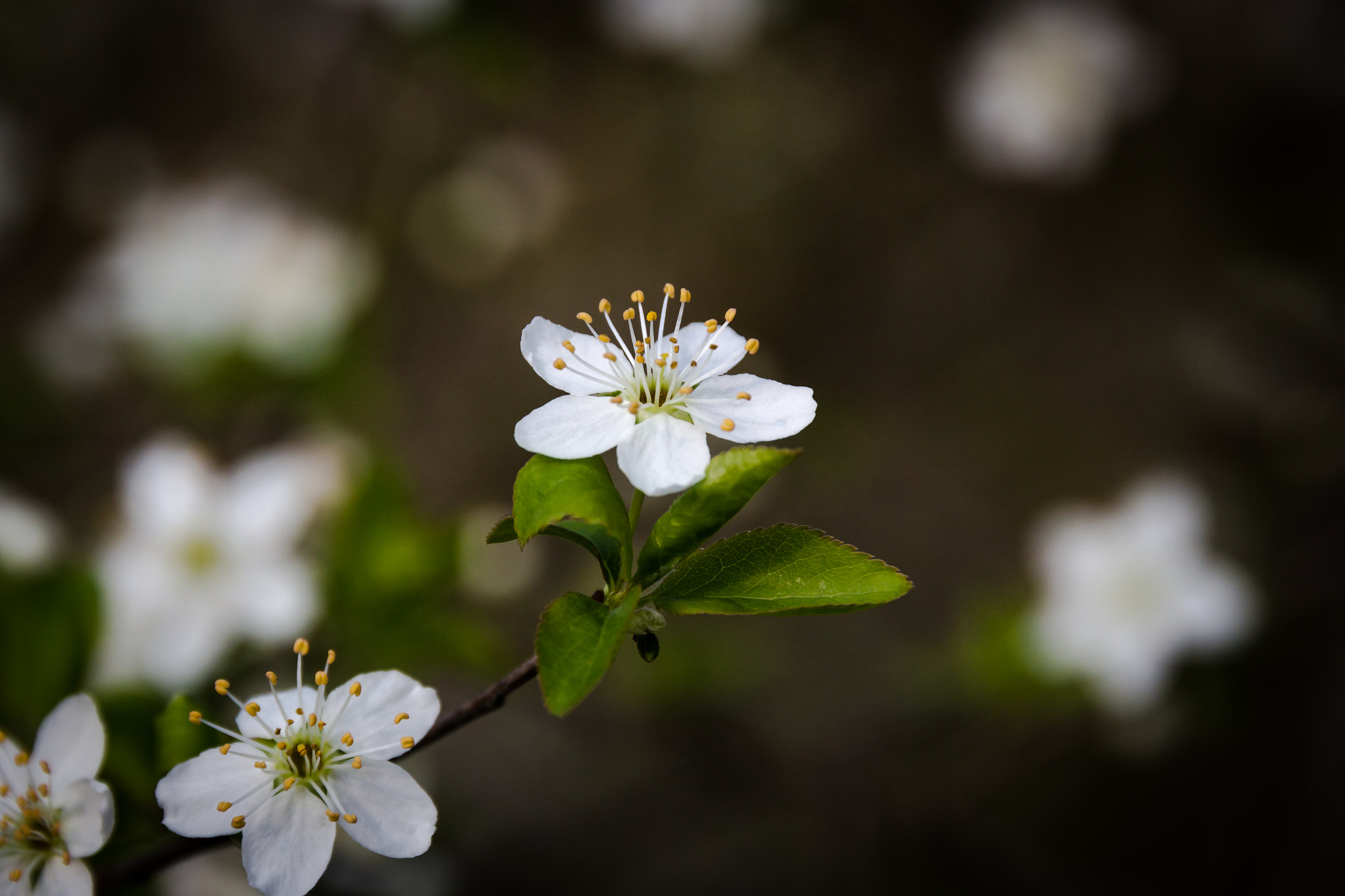 Sigma 24-105mm f/4 DG OS HSM | A sample photo. Flower photography