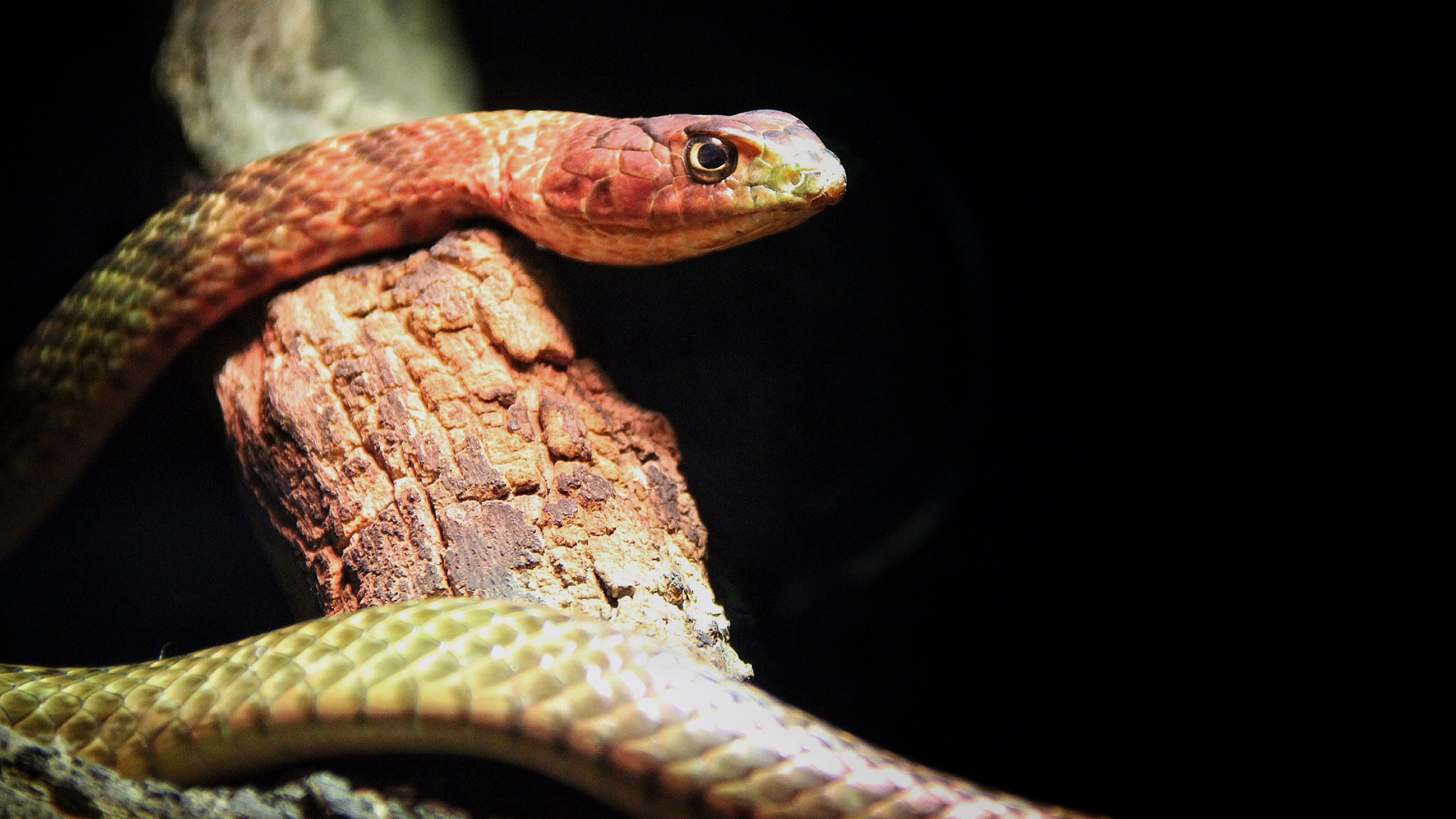 Canon EF-S 18-135mm F3.5-5.6 IS sample photo. Coachwhip (masticophis flagellum) photography