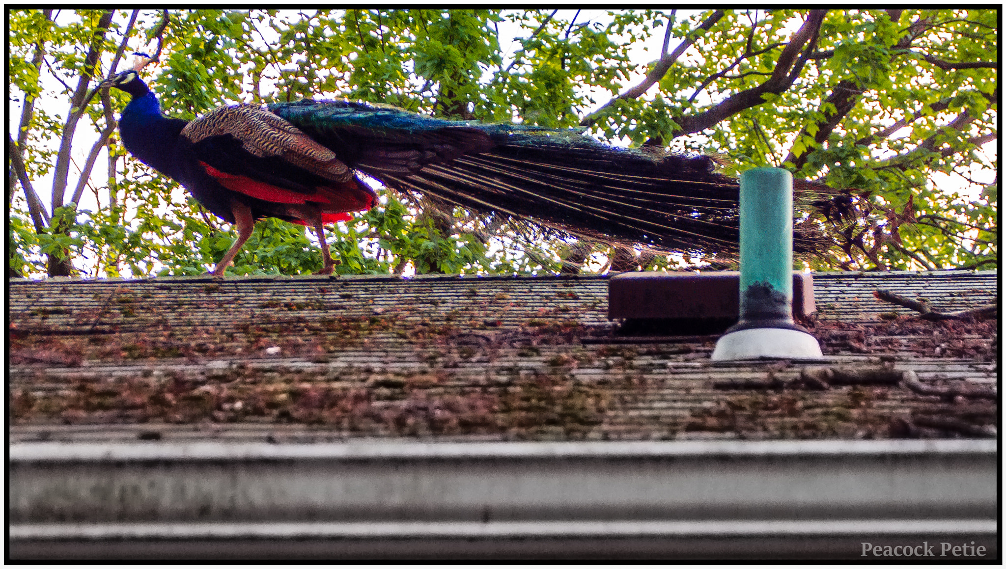 Pentax K-x sample photo. Peacock on the house may 2016. iso 1250 1/125 sec. photography