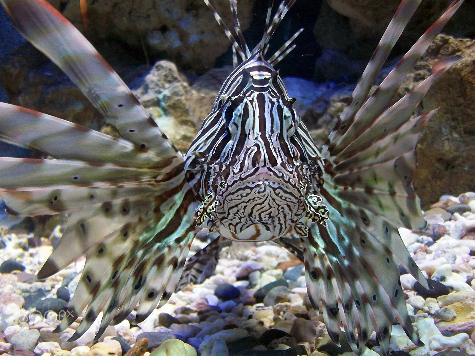 Kodak EASYSHARE M1063 DIGITAL CAMERA sample photo. Multicolored fish photography
