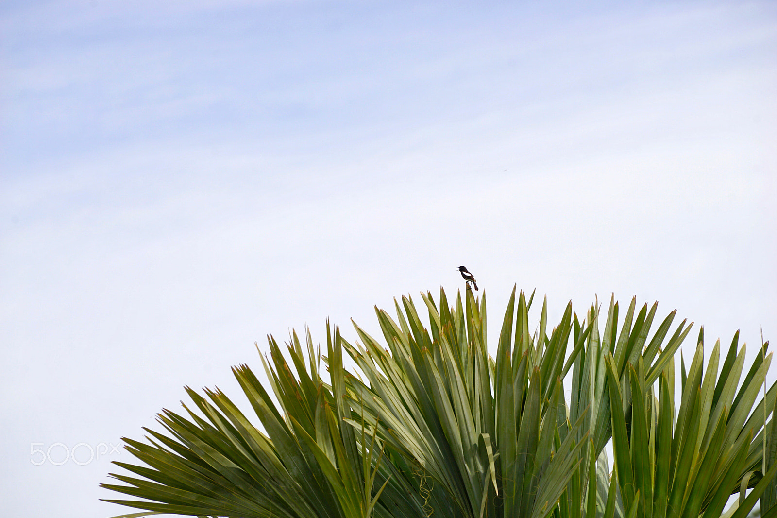 Sony a7 II + Sony FE 70-200mm F4 G OSS sample photo. Brid in haven photography