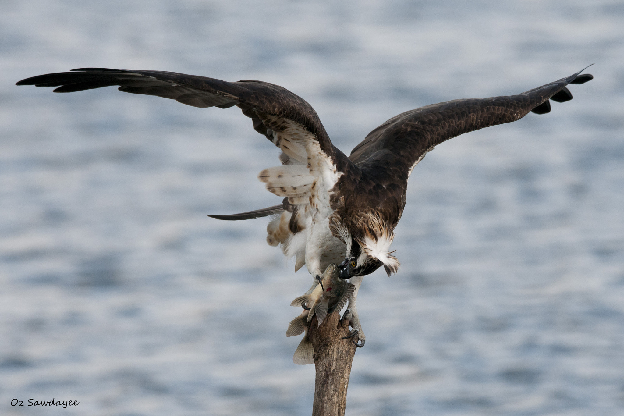 Nikon D300S sample photo. Standing against the wind photography