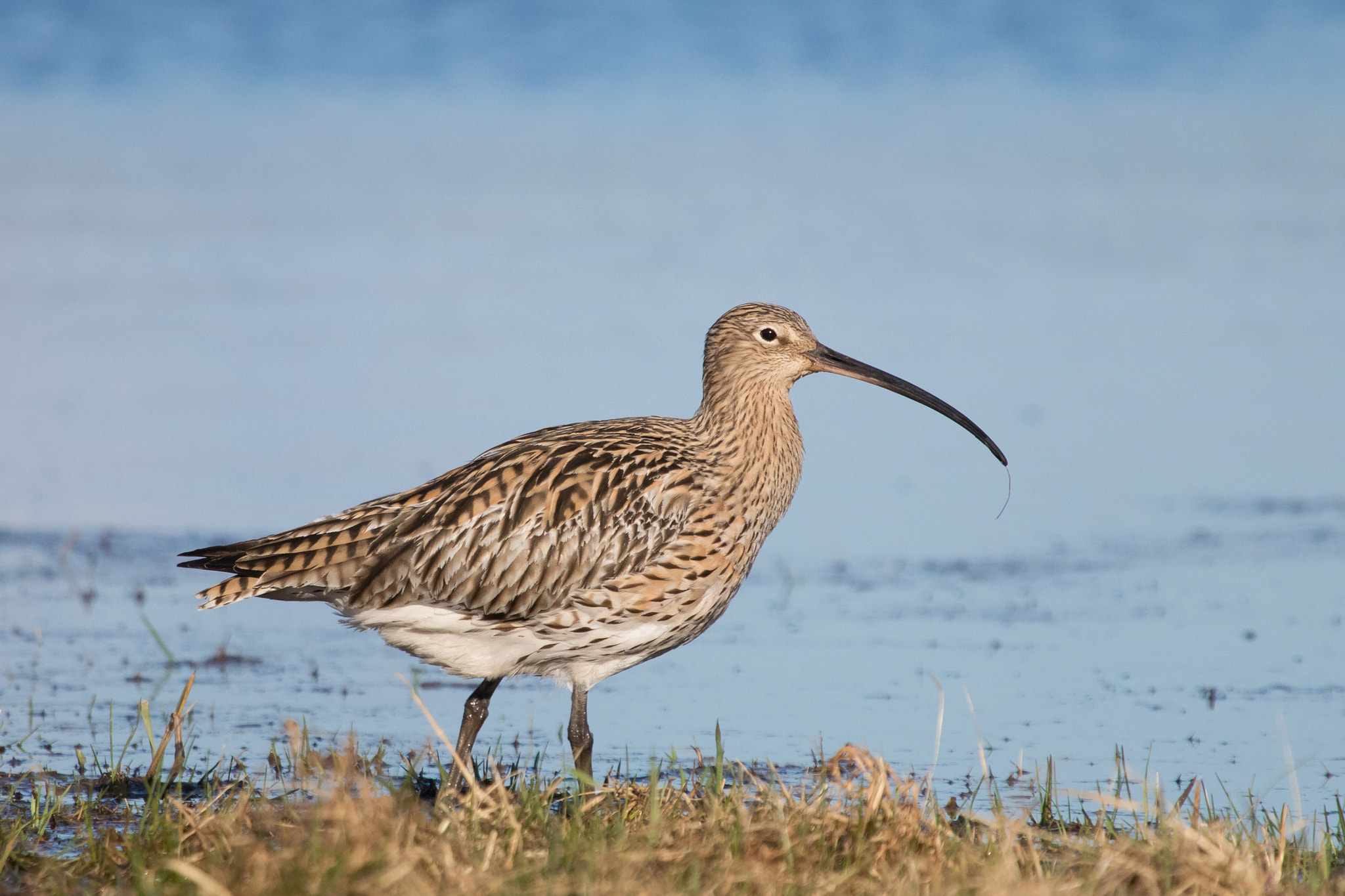 Canon EOS 80D + Canon EF 100-400mm F4.5-5.6L IS USM sample photo. Eurasian curlew photography