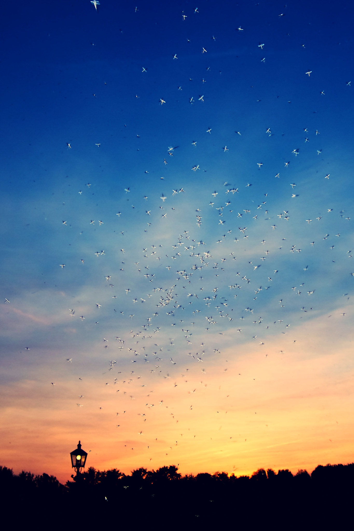 Sony ILCA-77M2 + 10-20mm F3.5 sample photo. Fly, fly fly! photography