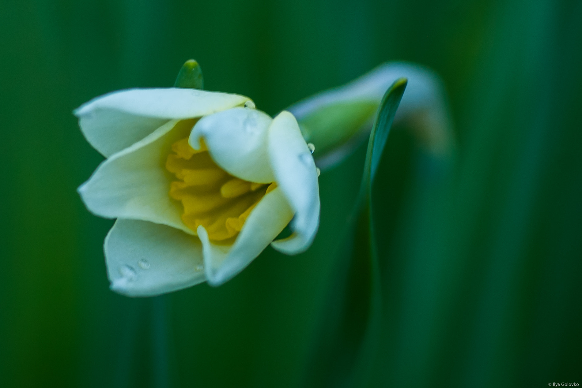 Samsung GX-1S sample photo. A rising flower photography