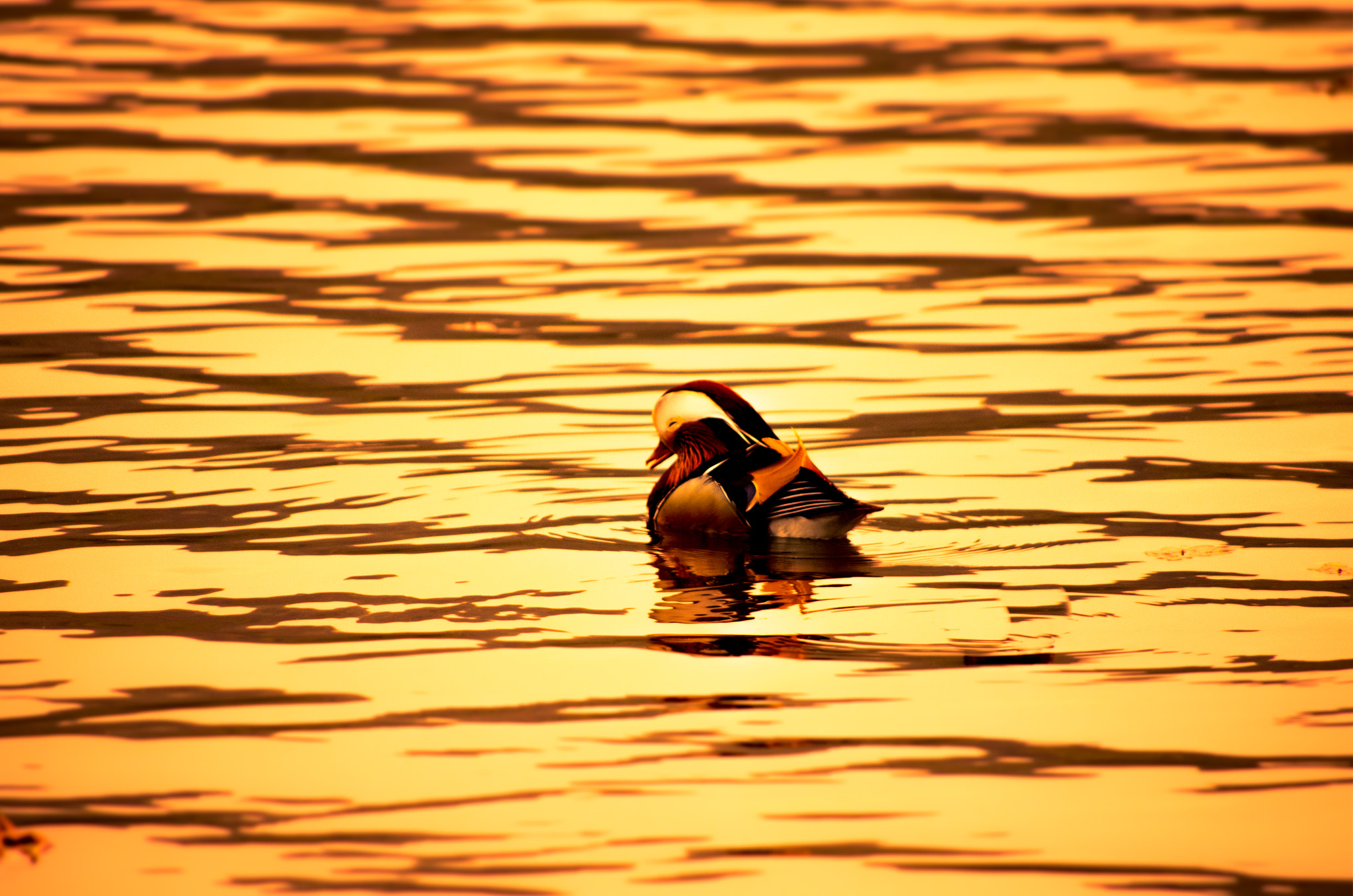 smc PENTAX-DA L 55-300mm F4-5.8 ED sample photo. Intoxication photography
