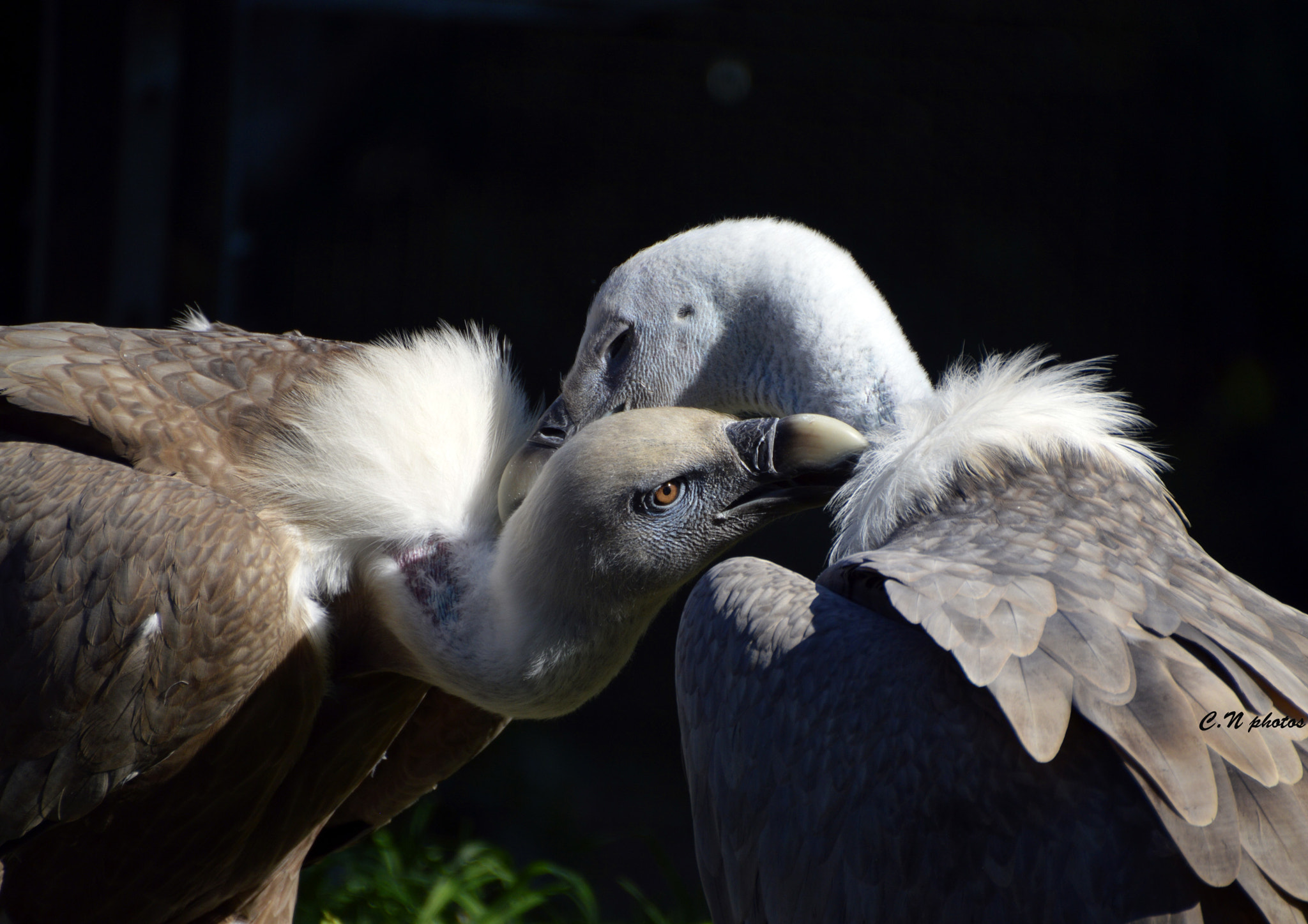 Nikkor 45mm f/2.8 P sample photo. Tendresse de vautours photography
