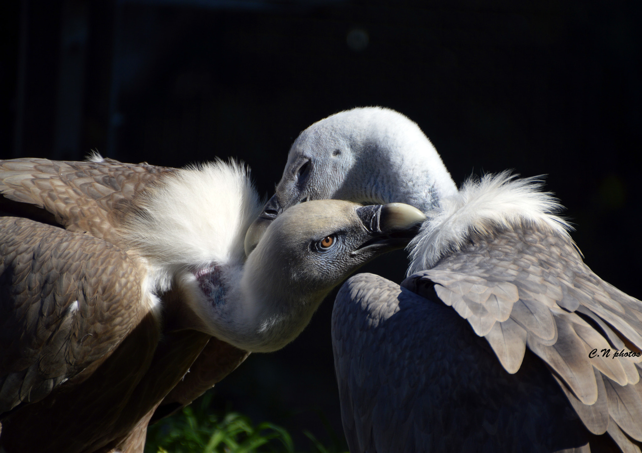 Nikon D3200 + Nikkor 45mm f/2.8 P sample photo. Tendresse de vautours photography