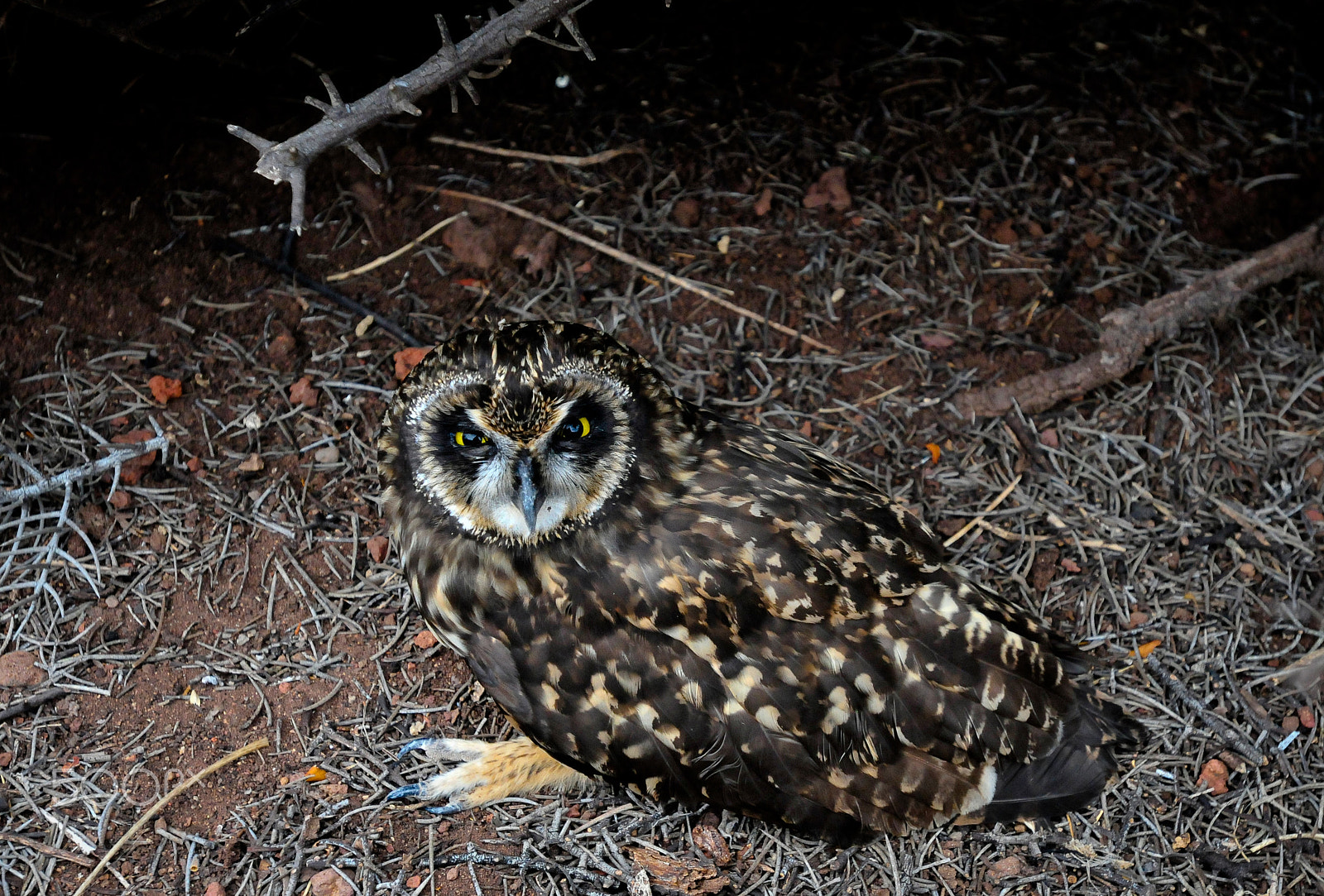 Nikon AF-S Nikkor 17-35mm F2.8D ED-IF sample photo. Galapagos short eared owl photography
