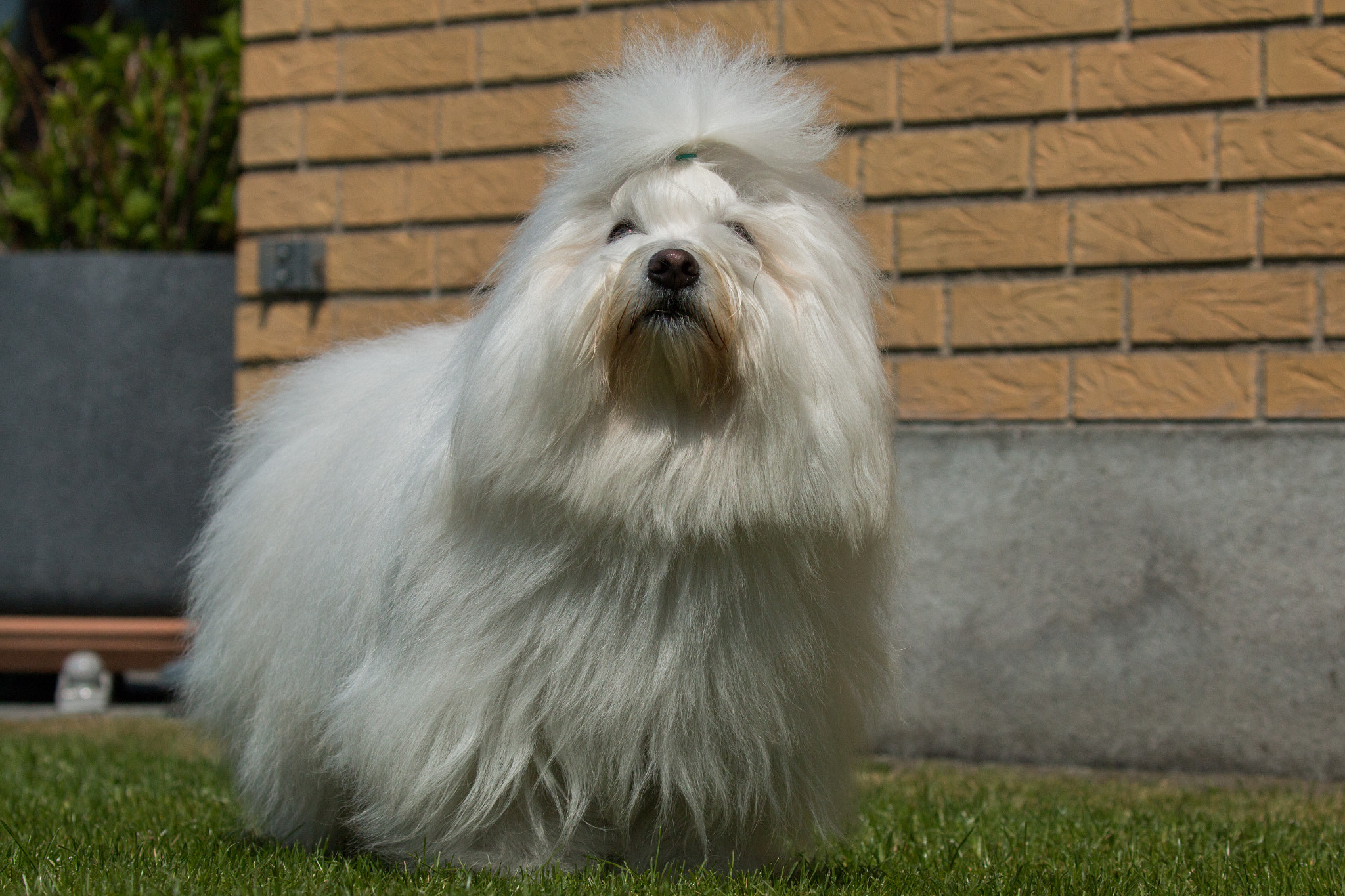 Canon EF 100-400mm F4.5-5.6L IS II USM sample photo. Cesar the king photography
