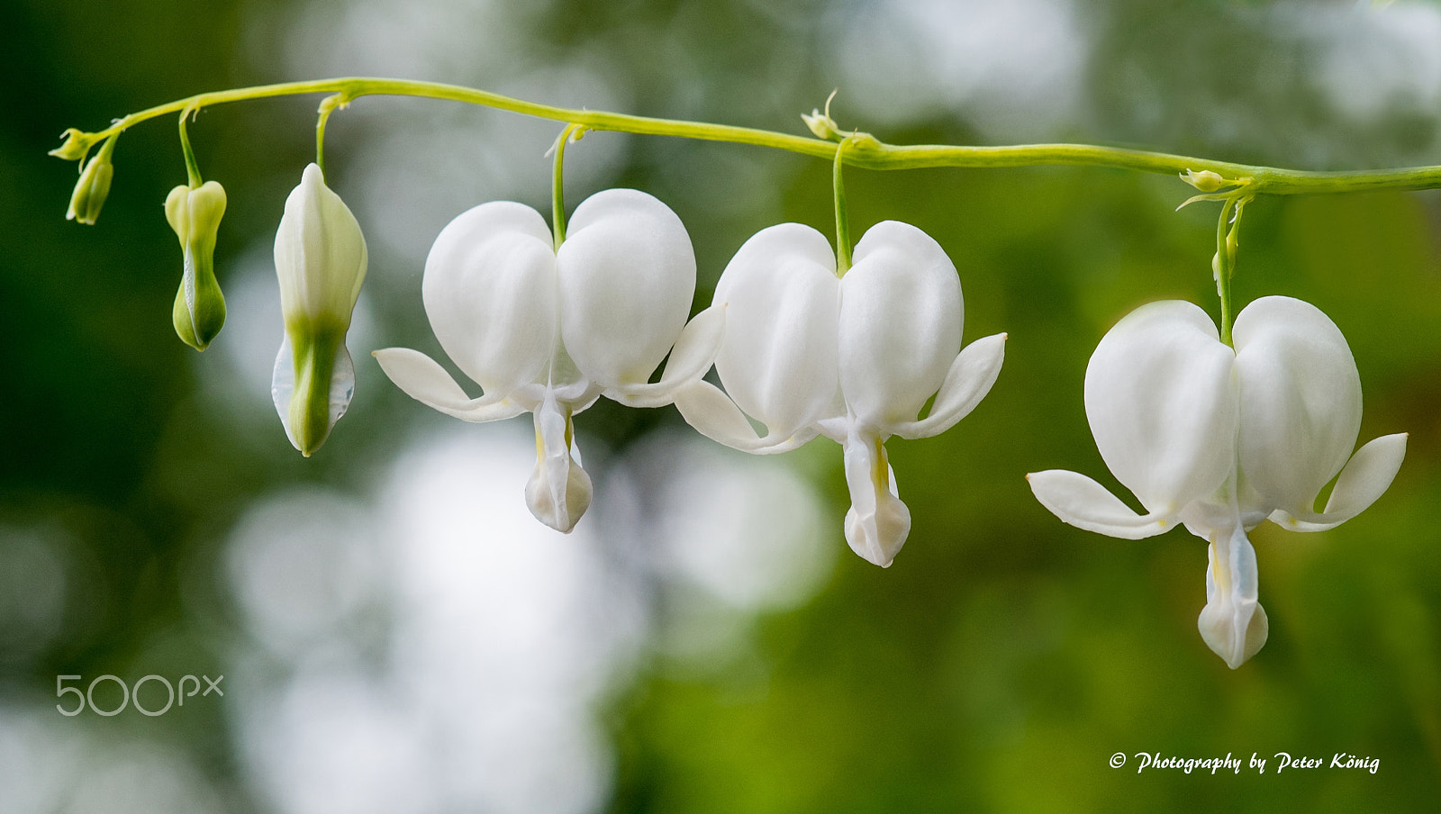 Fujifilm X-M1 + Fujifilm XF 60mm F2.4 R Macro sample photo. Crying heart photography