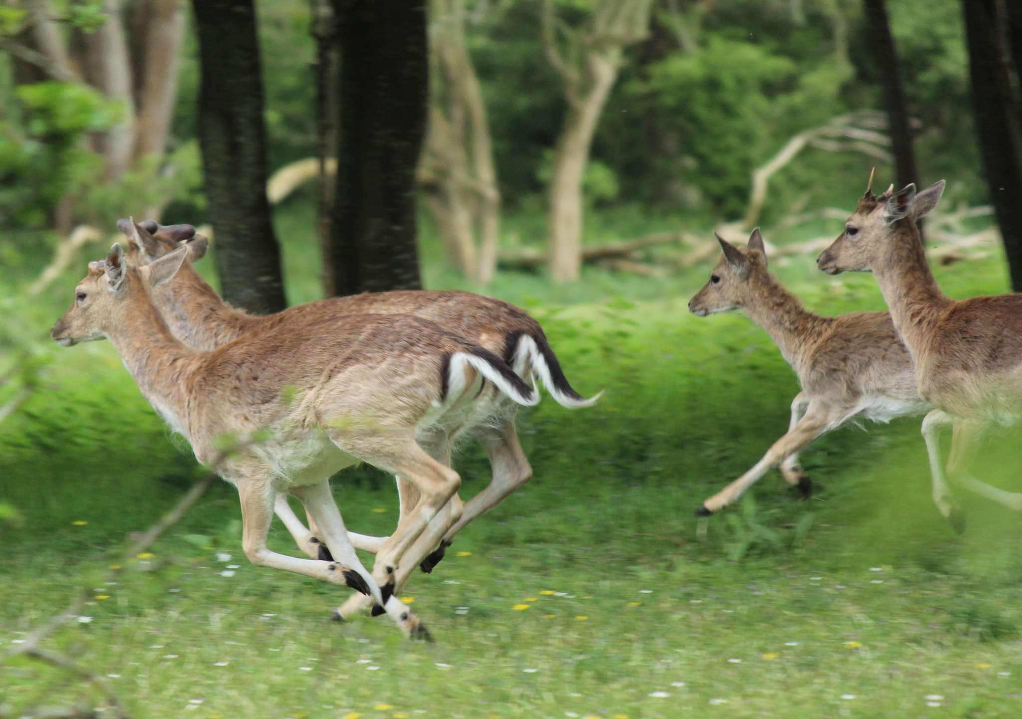 Canon EF-S 55-250mm F4-5.6 IS II sample photo