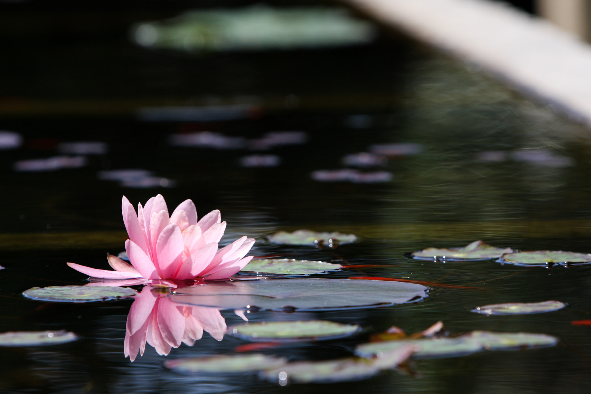 Canon EF 70-200mm F2.8L IS USM sample photo. Lotus photography