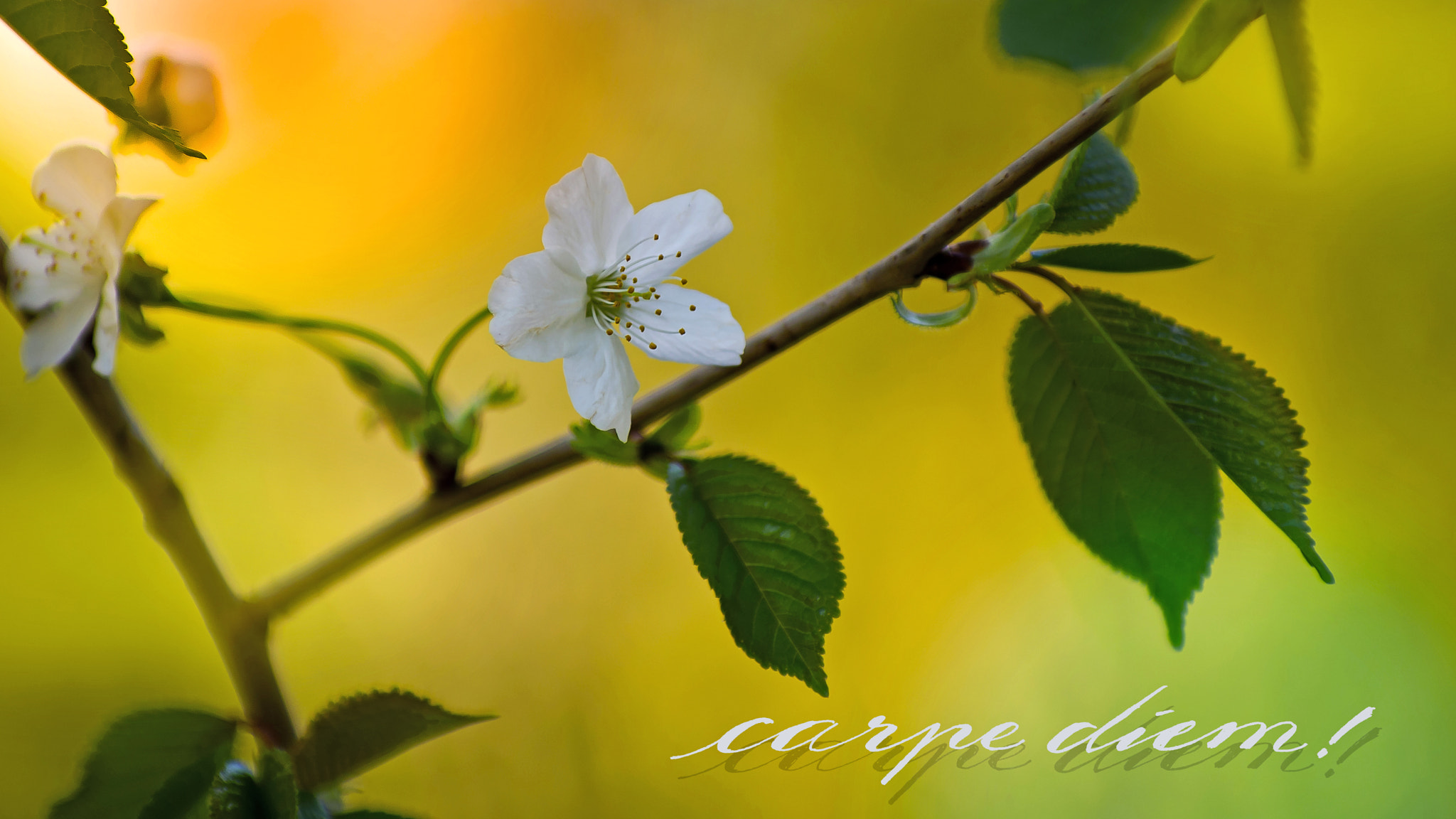 Pentax K-30 sample photo. Carpe diem photography