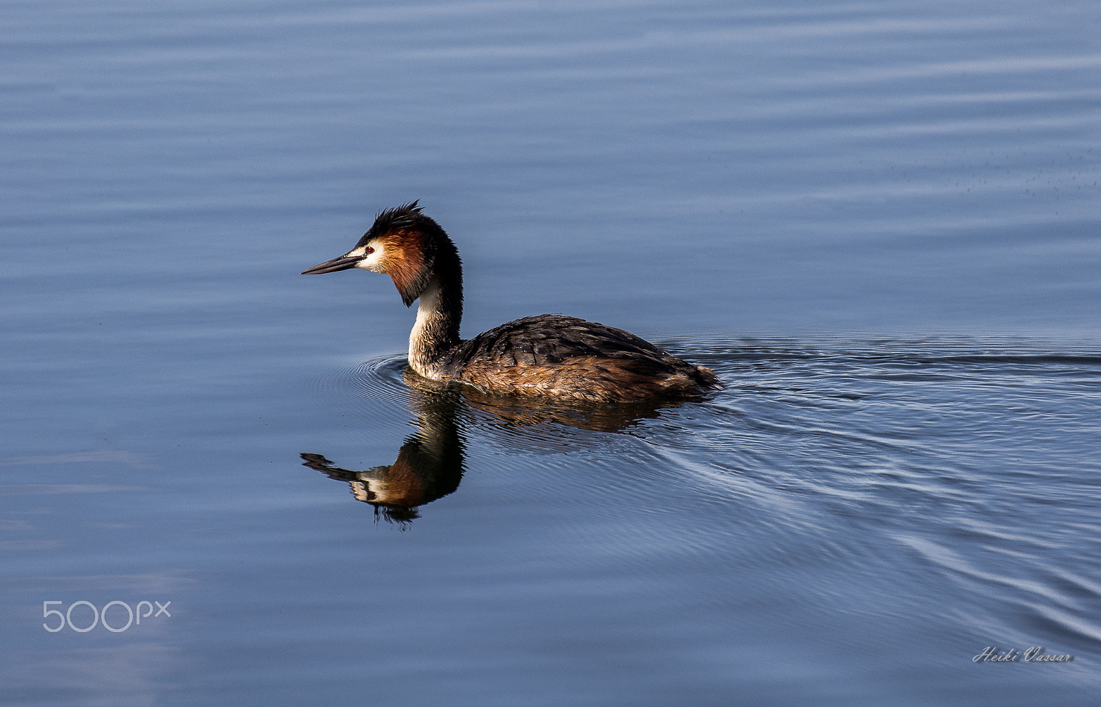 Pentax K-r + Sigma 70-300mm F4-5.6 DG OS sample photo. Great crested grebe (podiceps cristatus) photography