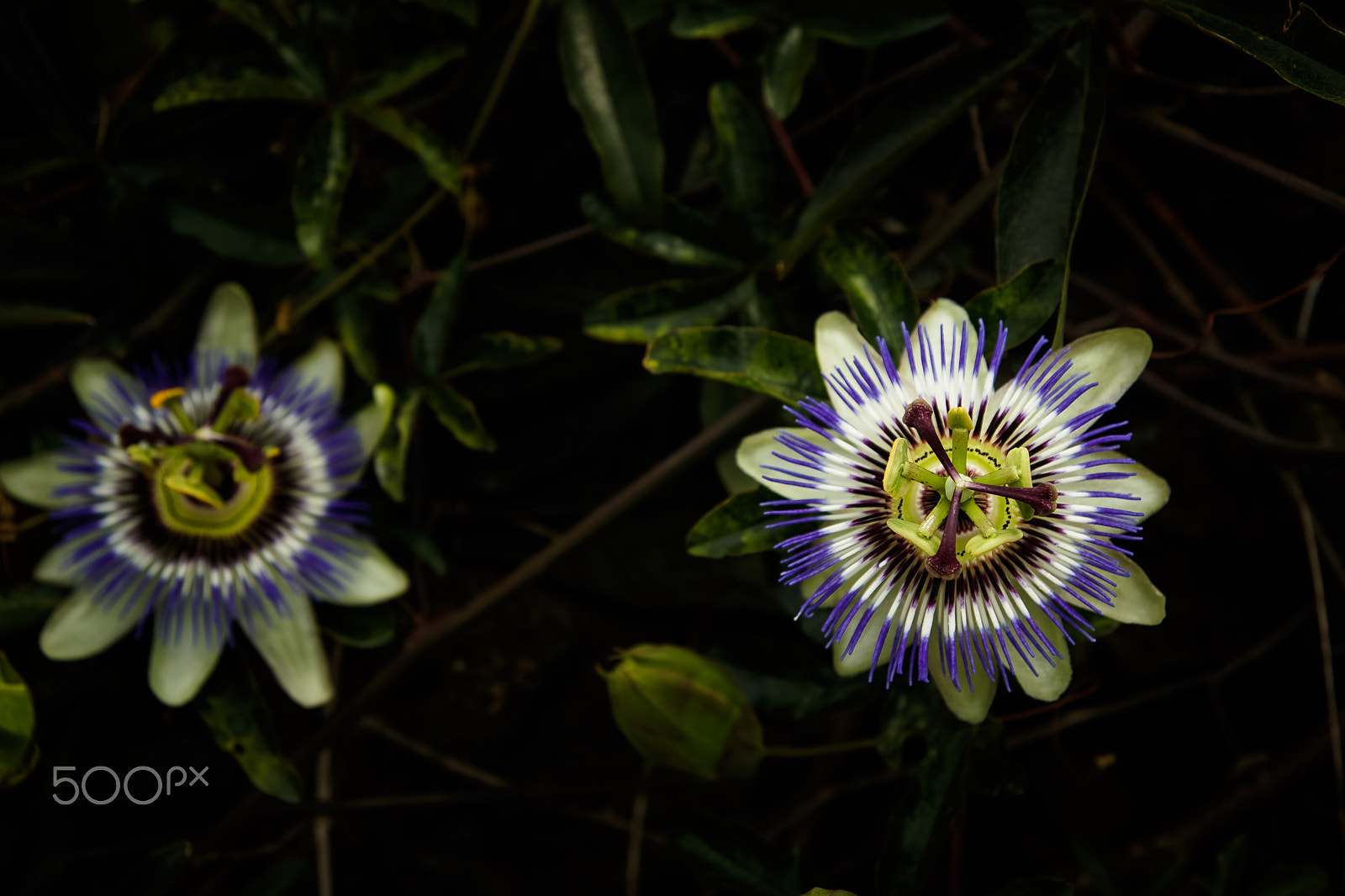 Tamron SP AF 17-50mm F2.8 XR Di II LD Aspherical (IF) sample photo. Passionflower photography