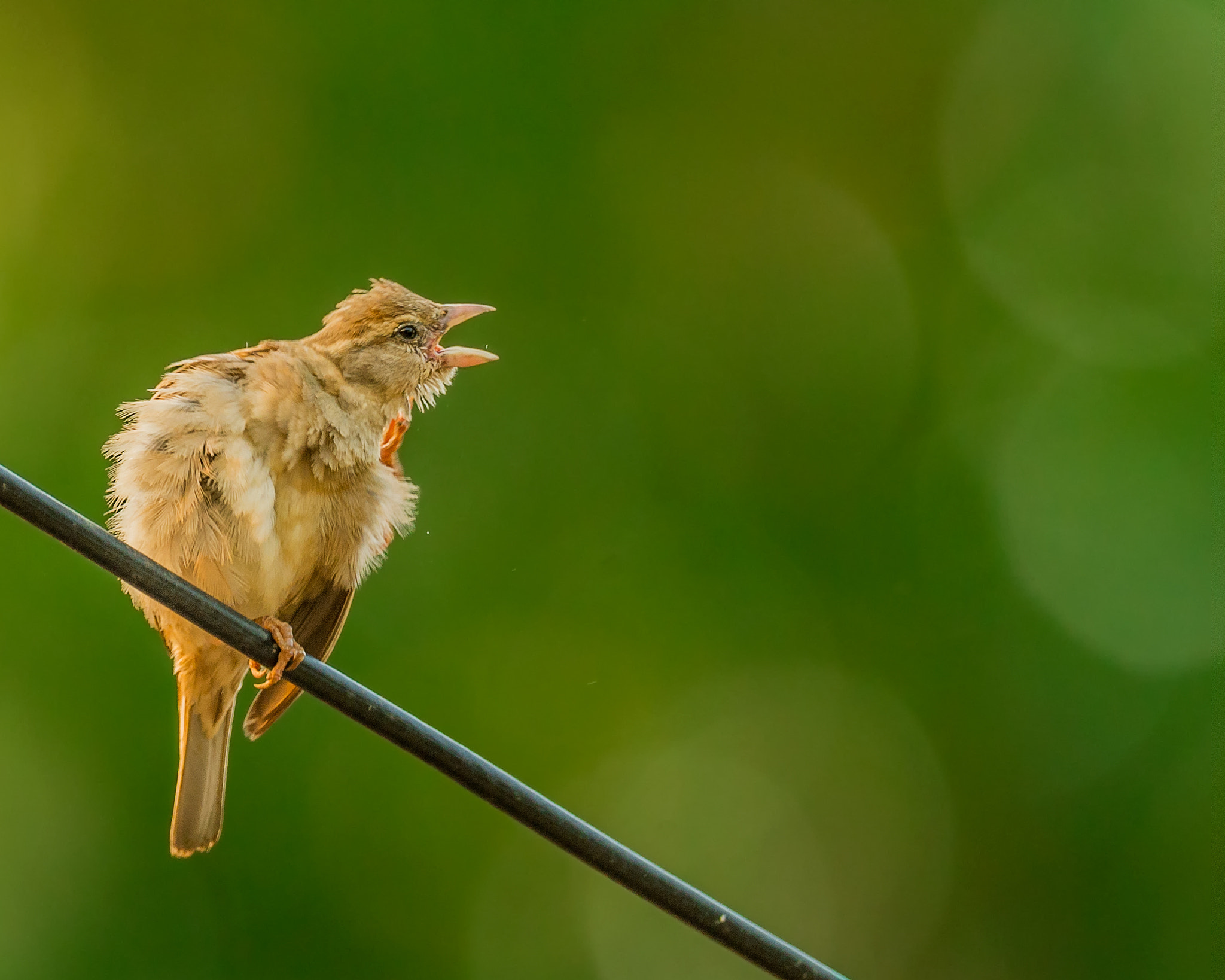 Nikon AF-S Nikkor 800mm F5.6E FL ED VR sample photo. পত চডই  house sparrow passer domesticus female photography