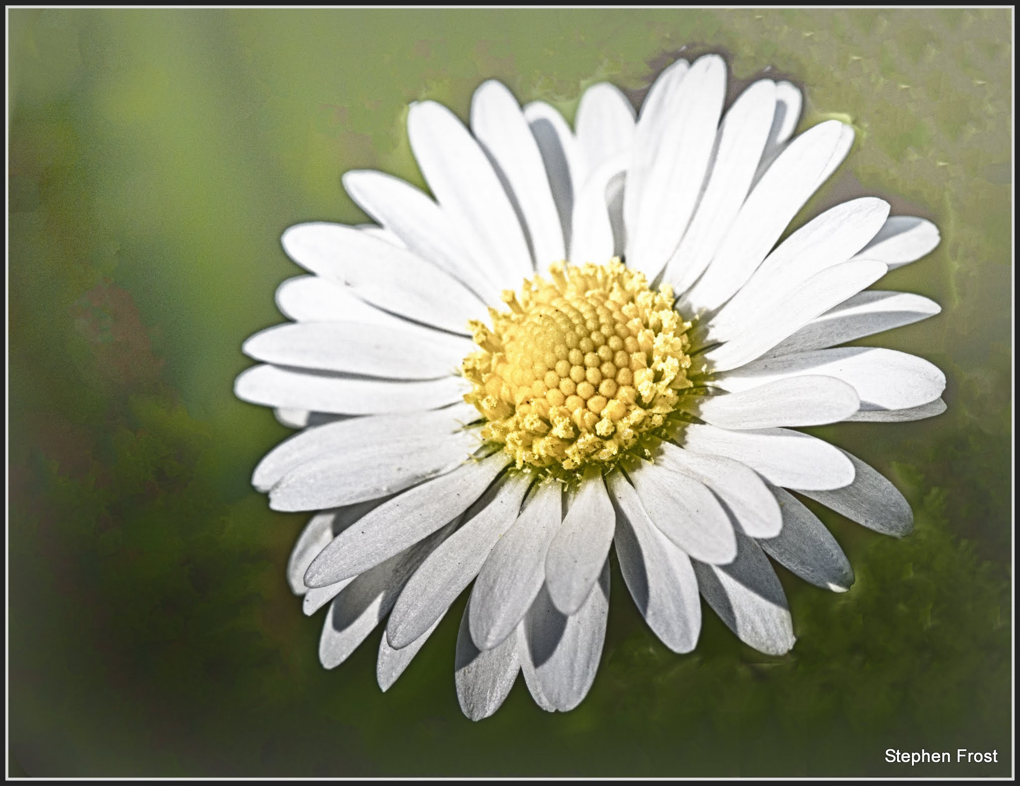 Olympus PEN E-PL5 sample photo. Sunshine on a common daisy.the front lawn is covered with these wonderful some would say weeds. photography