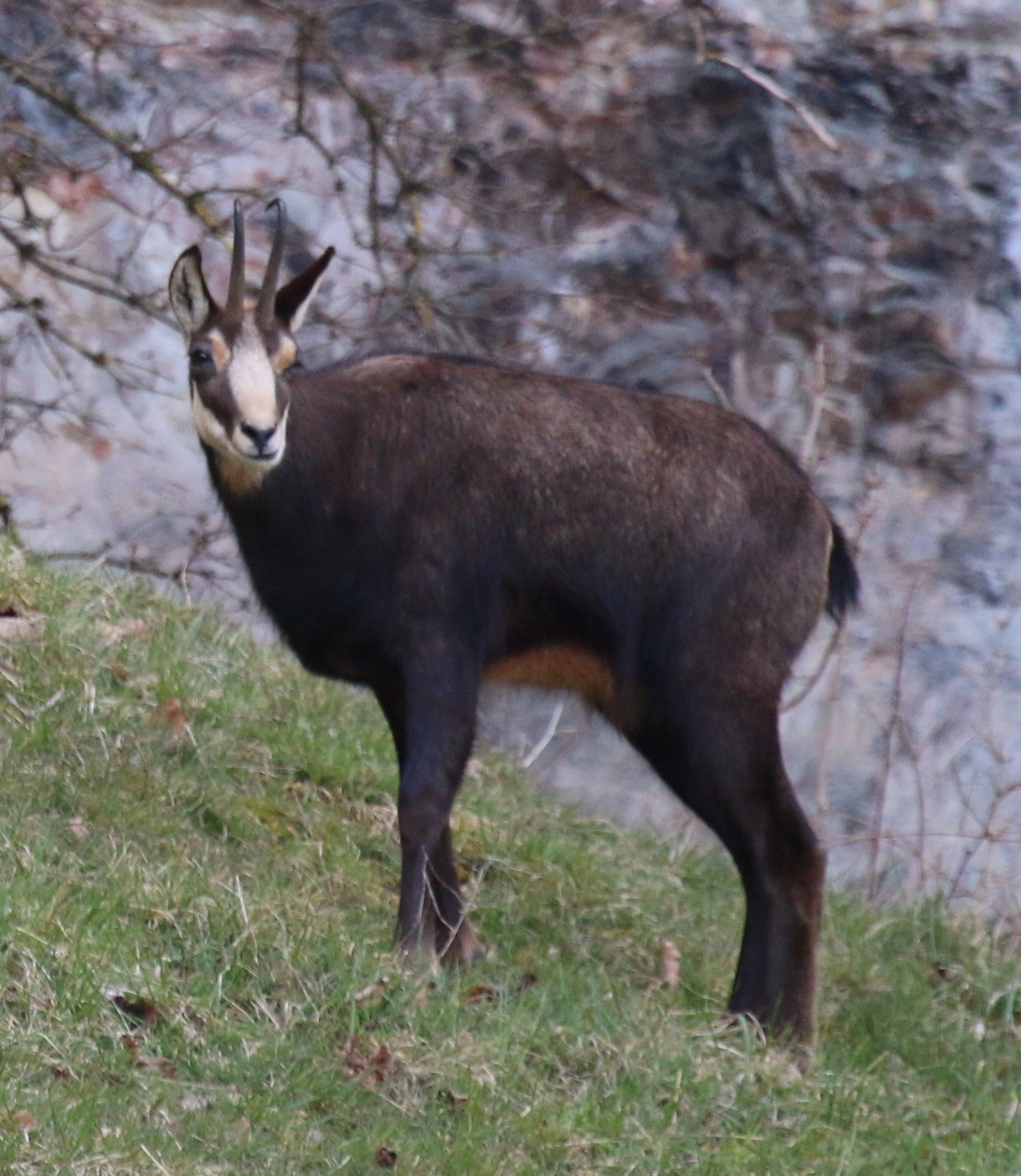 Canon EF 100-400mm F4.5-5.6L IS USM sample photo. Chamois dans le jura suisse photography