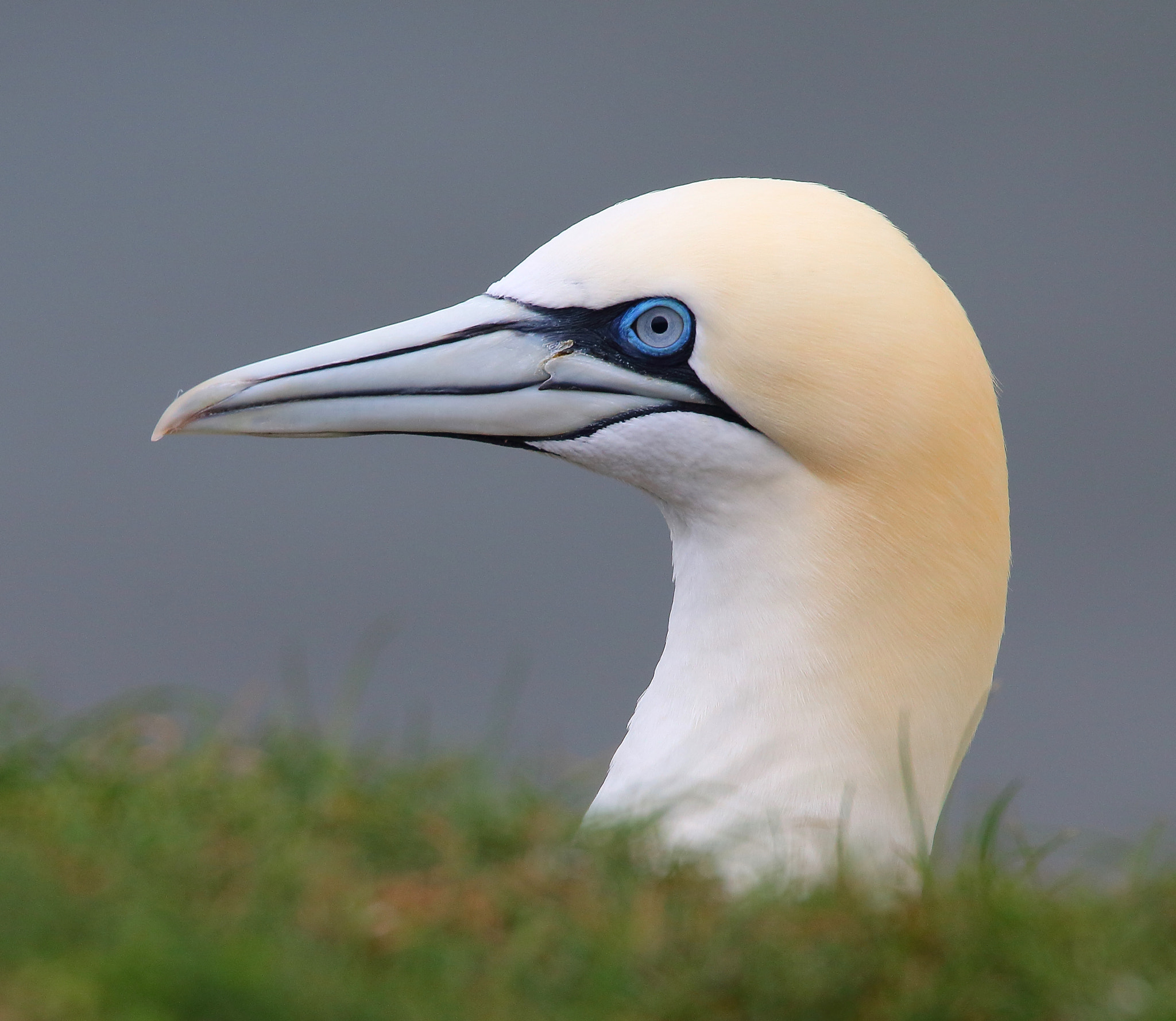 Canon EOS 70D + Sigma 150-600mm F5-6.3 DG OS HSM | S sample photo. Northern gannet photography