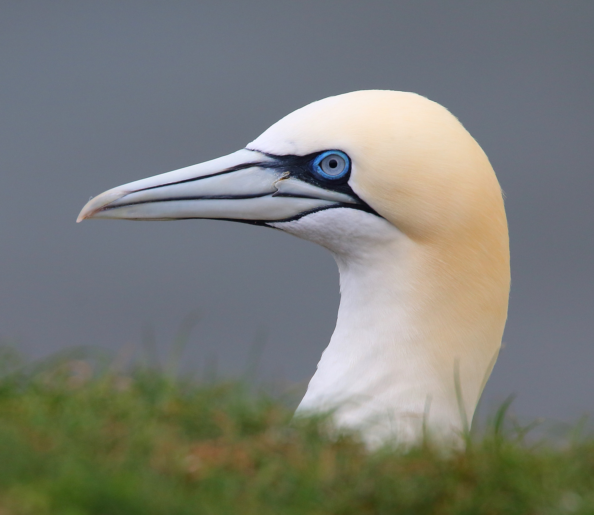 Sigma 150-600mm F5-6.3 DG OS HSM | S sample photo. Northern gannet photography