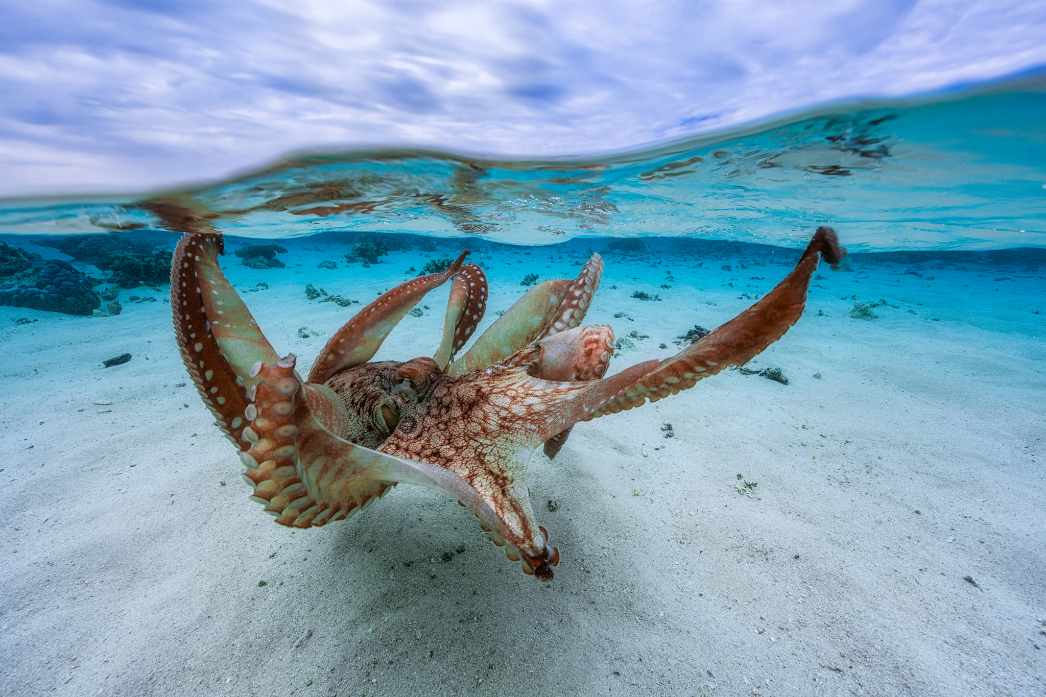 Canon EOS 5DS + Canon EF 14mm F2.8L II USM sample photo. Octopus! photography