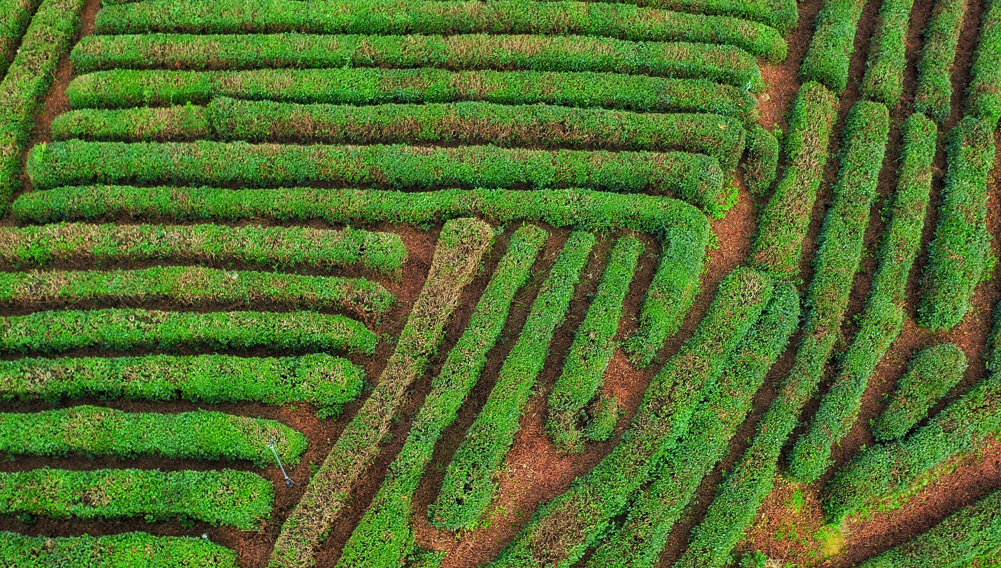 DJI FC550 sample photo