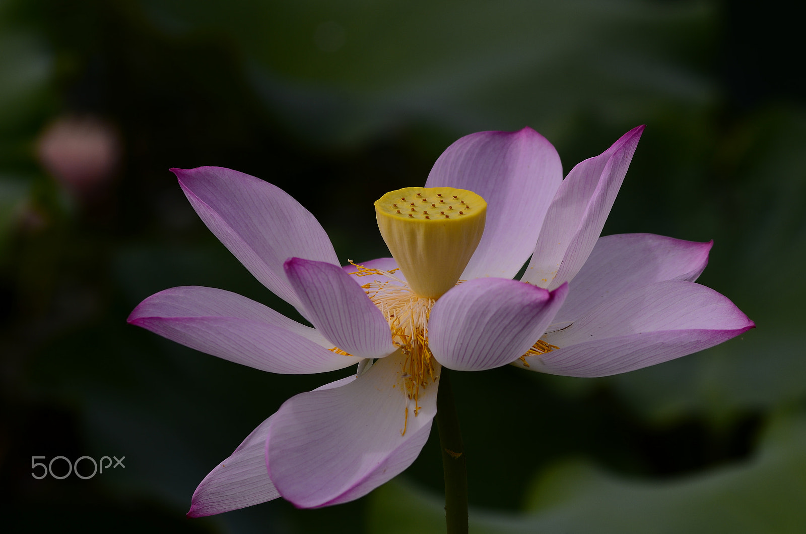 Manual Lens No CPU sample photo. _lzj2241.jpg photography