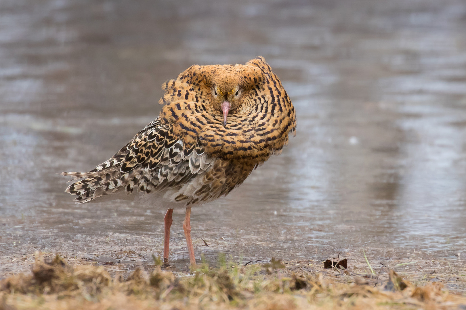 Canon EOS 80D + Canon EF 100-400mm F4.5-5.6L IS II USM sample photo. Ruff photography