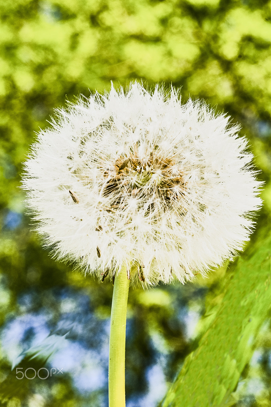 Sony 50mm F2.8 Macro sample photo. Loewenzahn photography