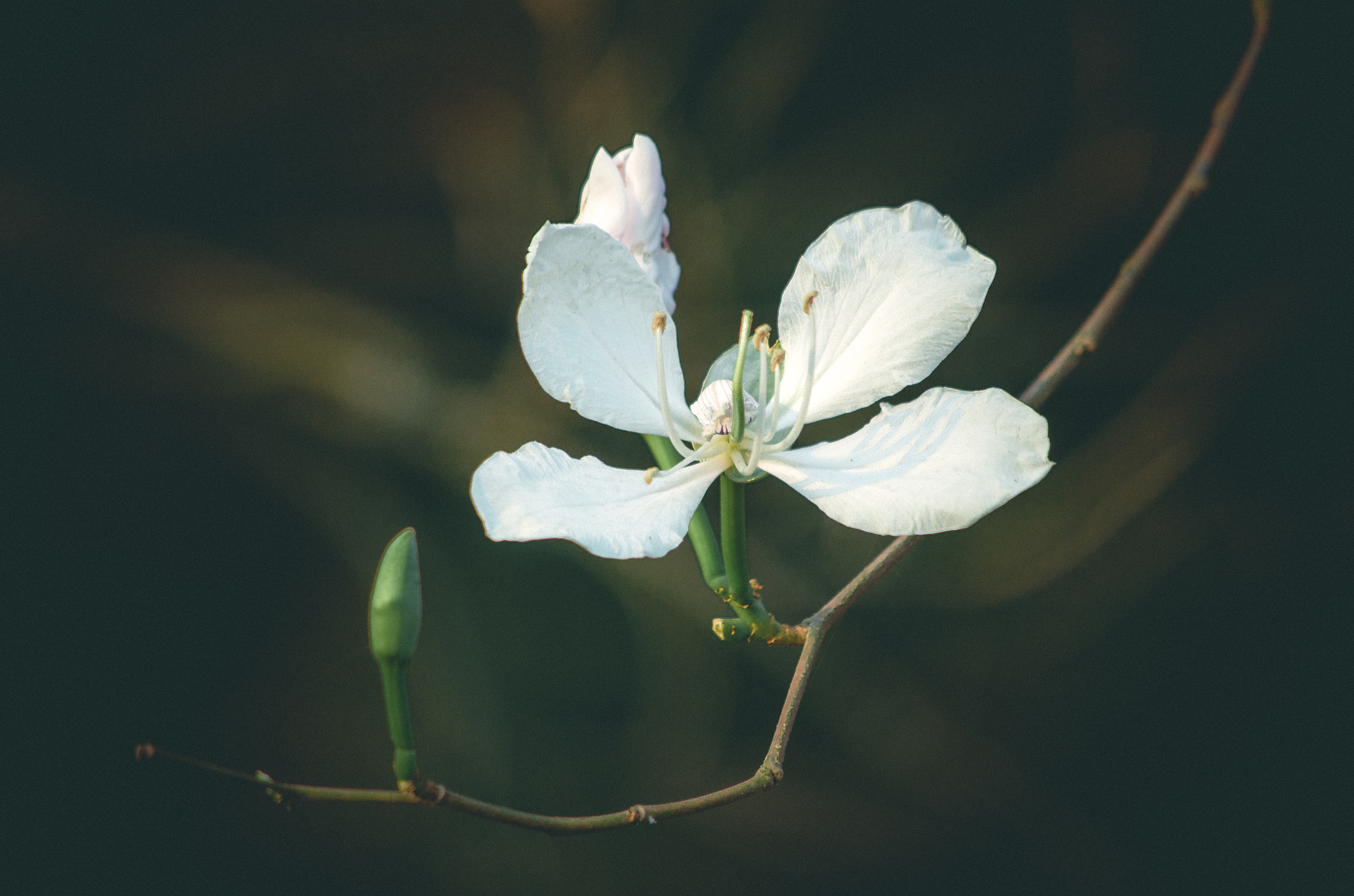 smc PENTAX-DA L 55-300mm F4-5.8 ED sample photo. The soul of viet nam west- north photography