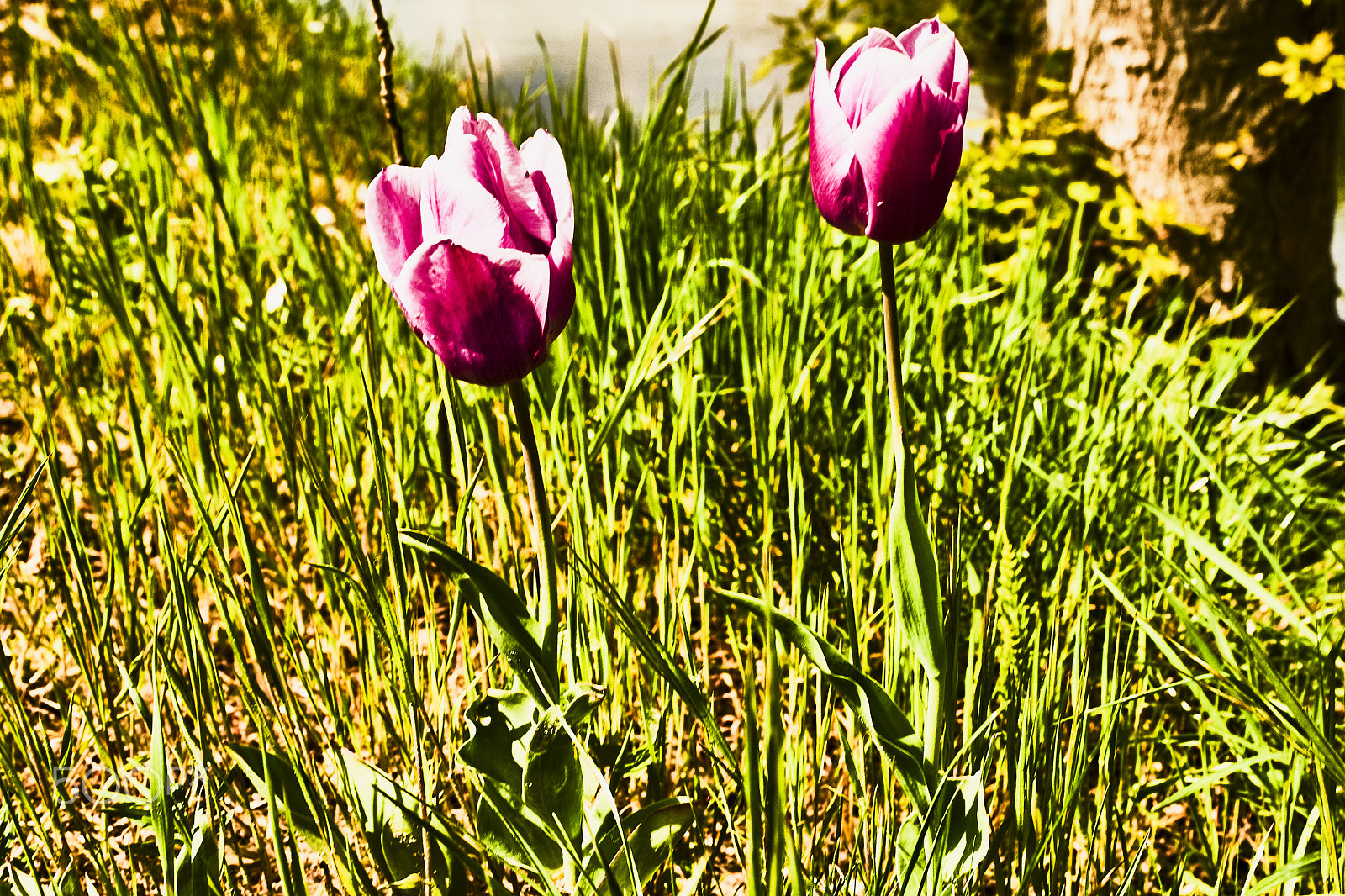 28-75mm F2.8 SAM sample photo. Tulpen in der wiese photography